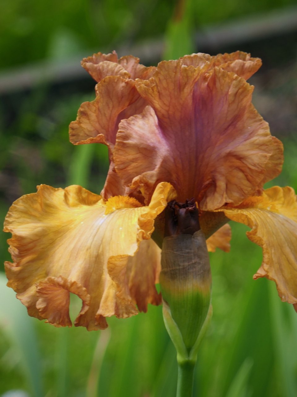 Iris garmanica gul og bronze - Pixabay