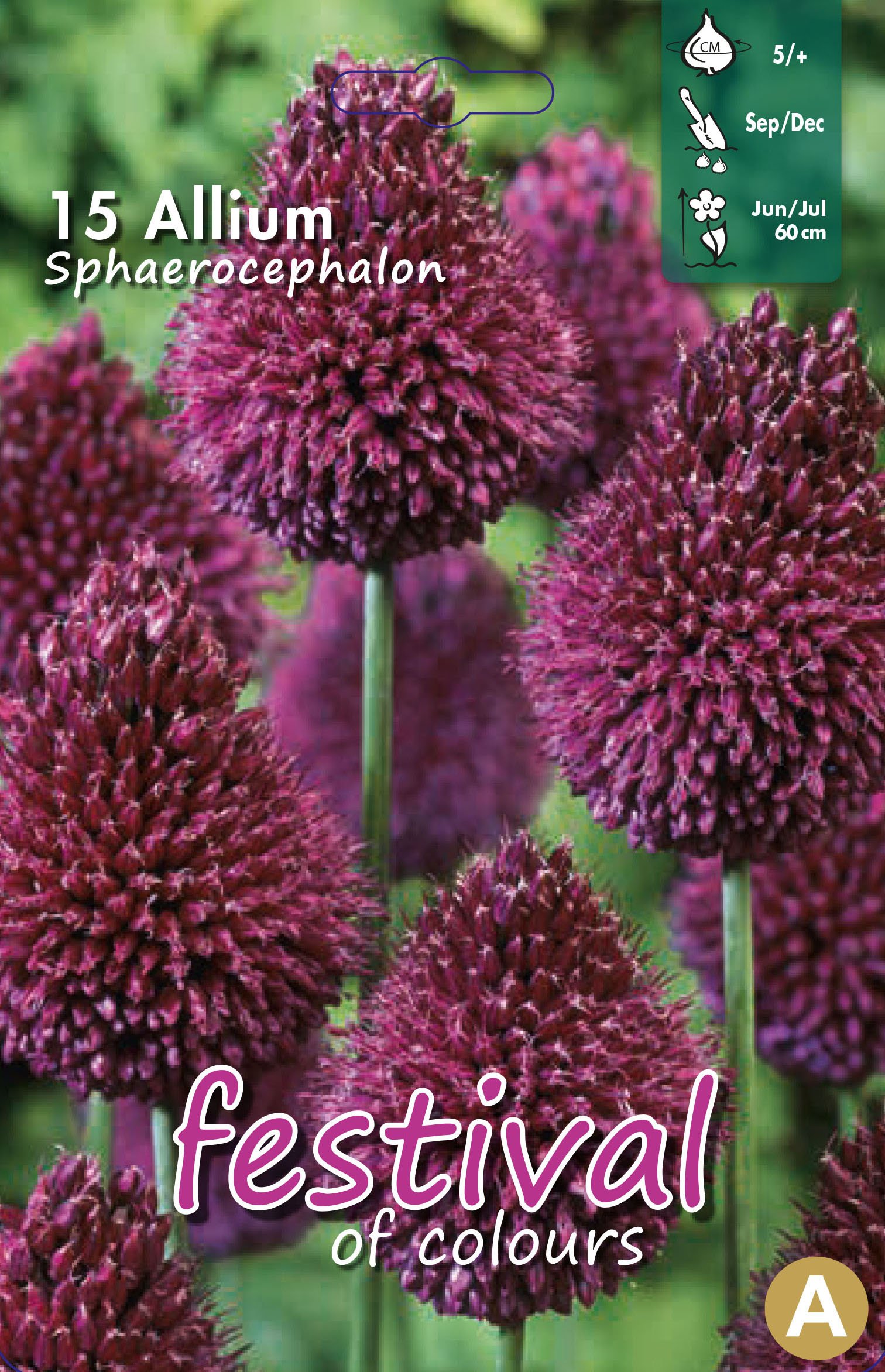 Allium Sphaerocephalon 15 stk