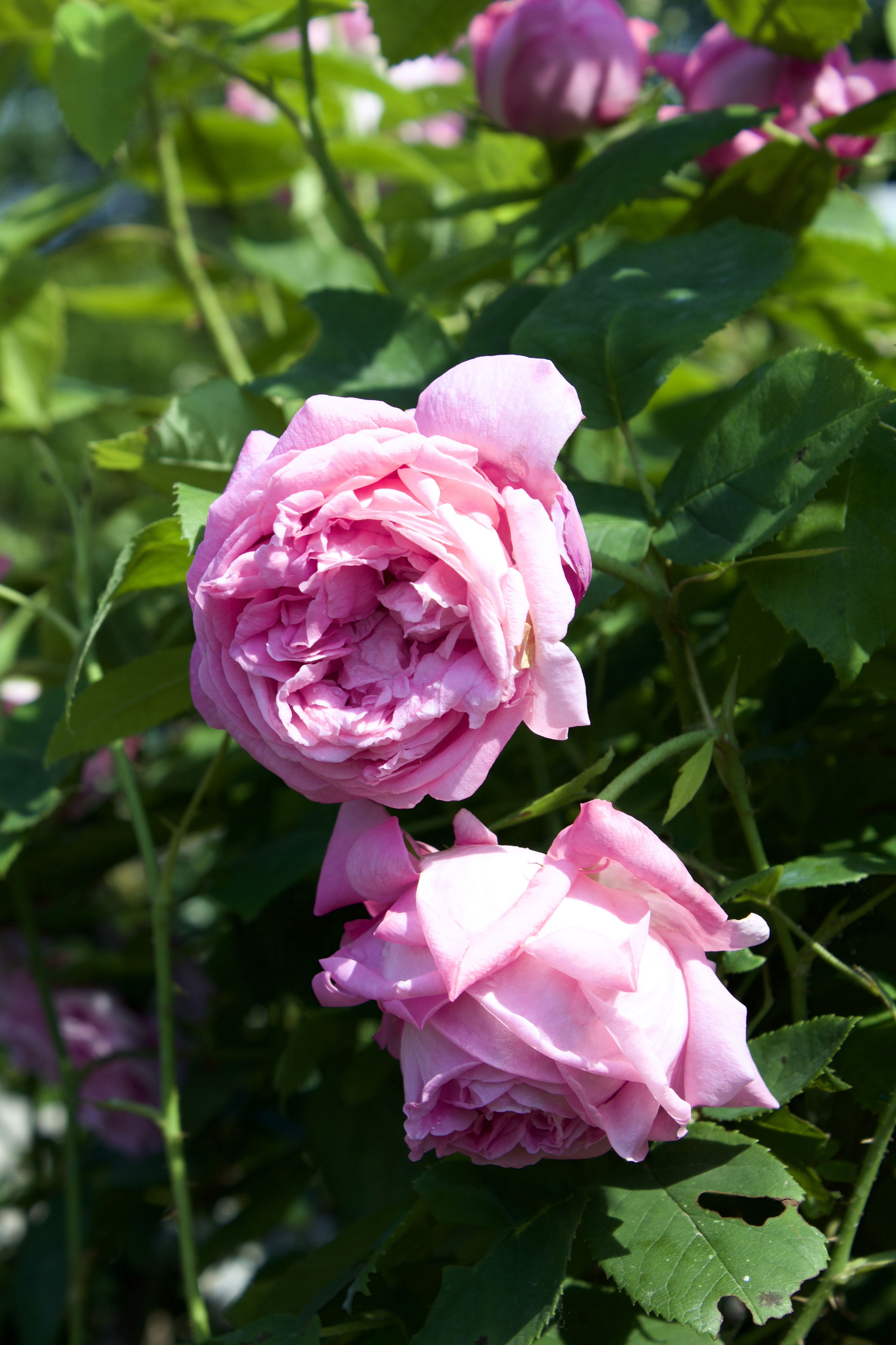 Rosa Coupe de Hebe
