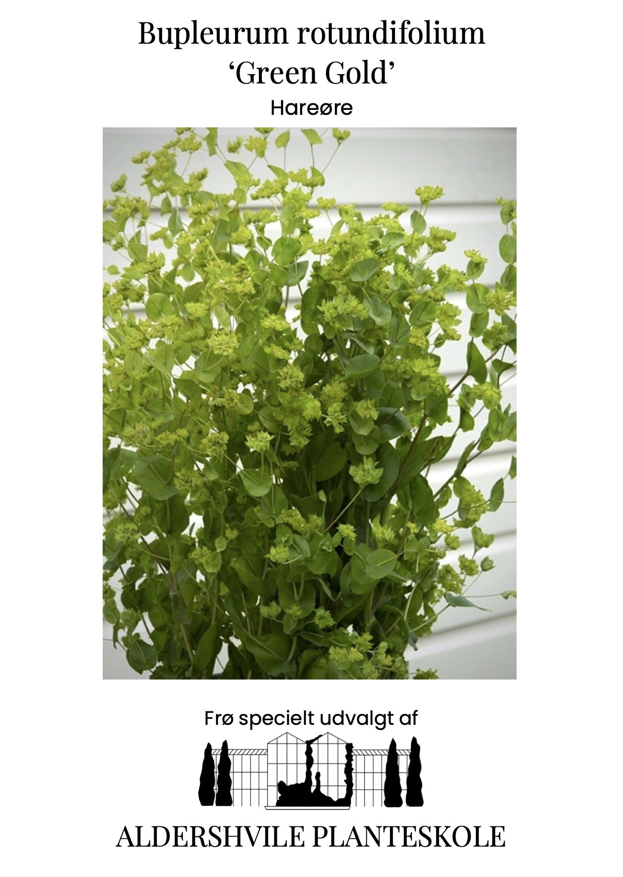 Bupleurum rotundifolium Green Gold