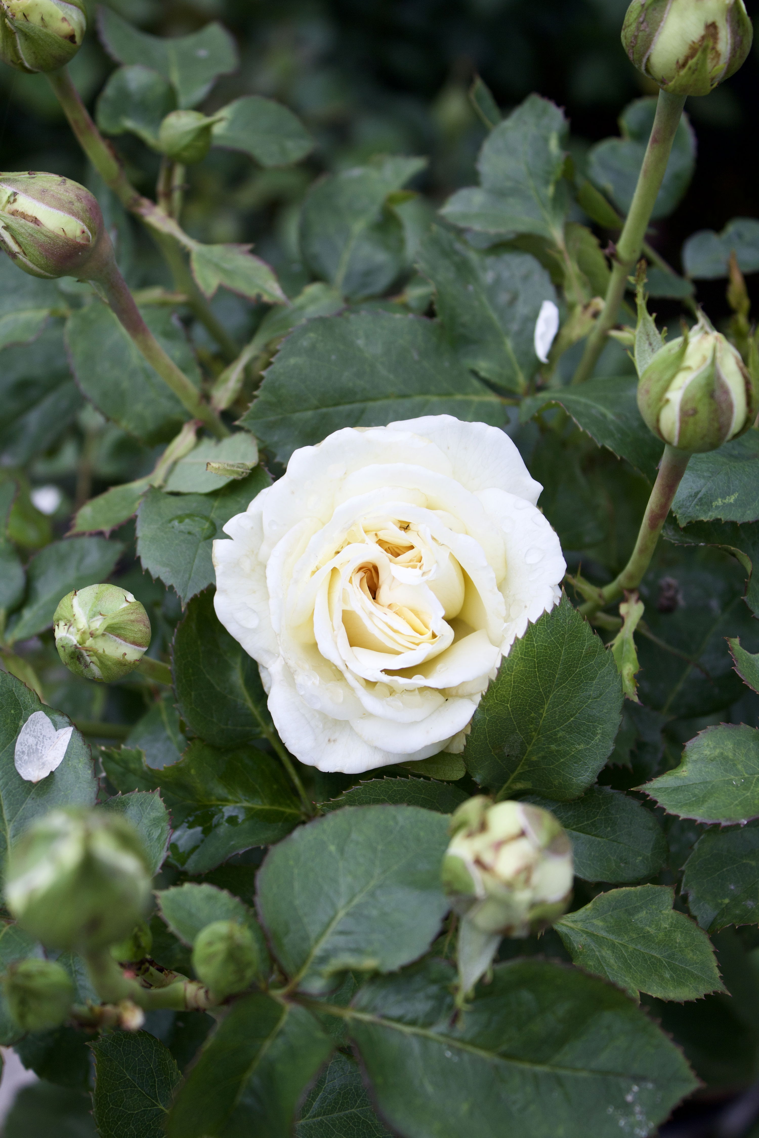 Rosa Ambiente