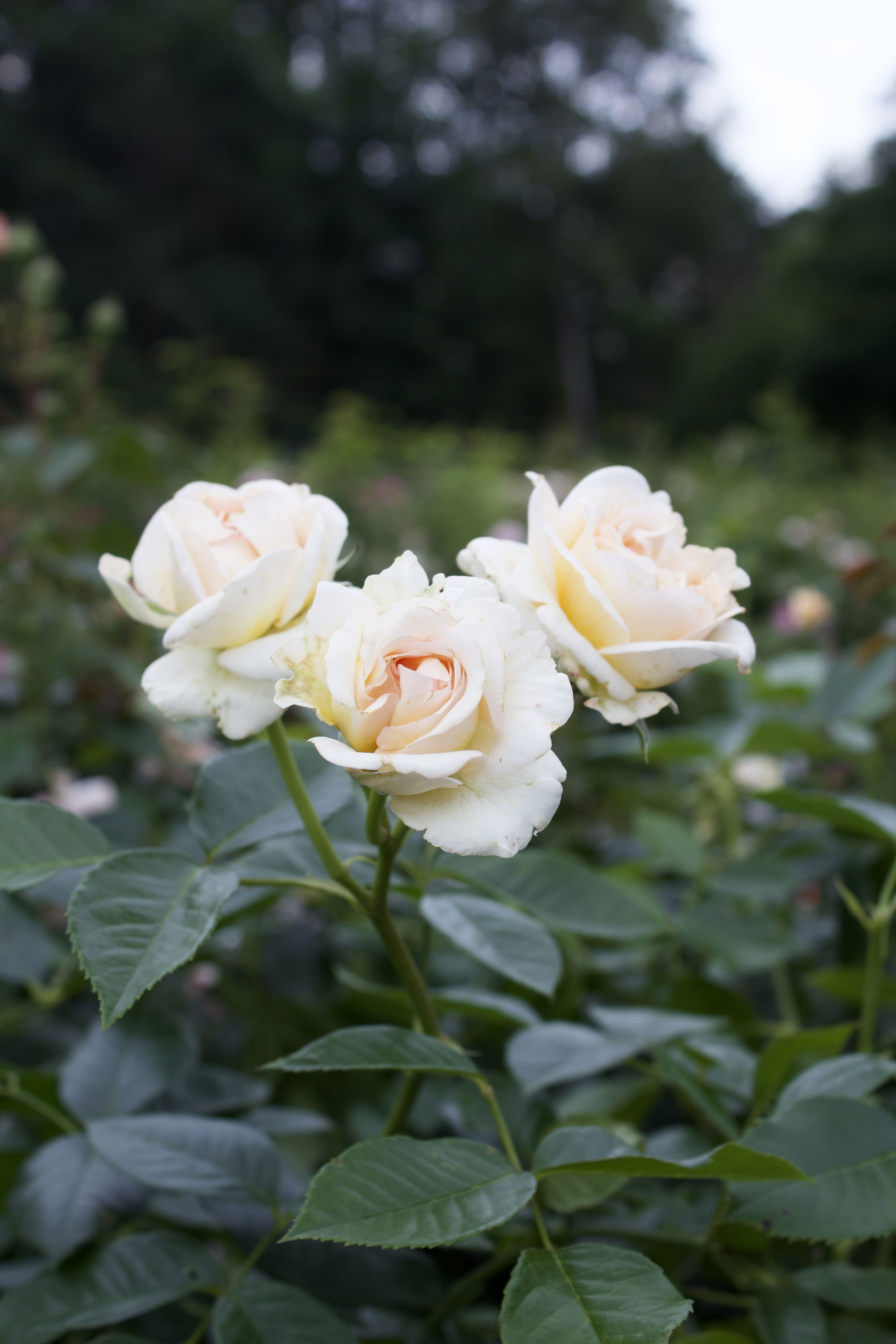 Rosa Audienz