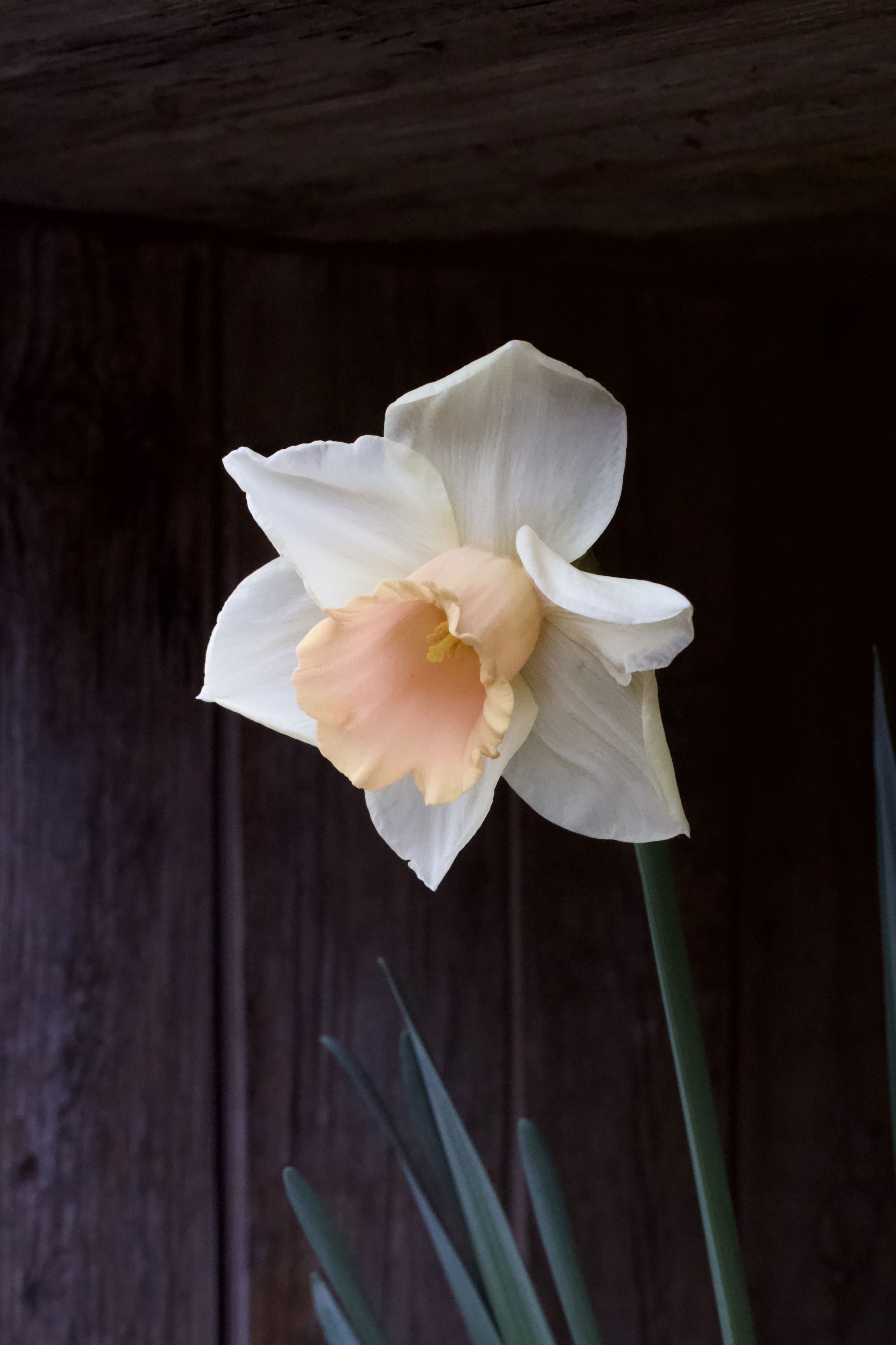 Narcissus Tom Pouce