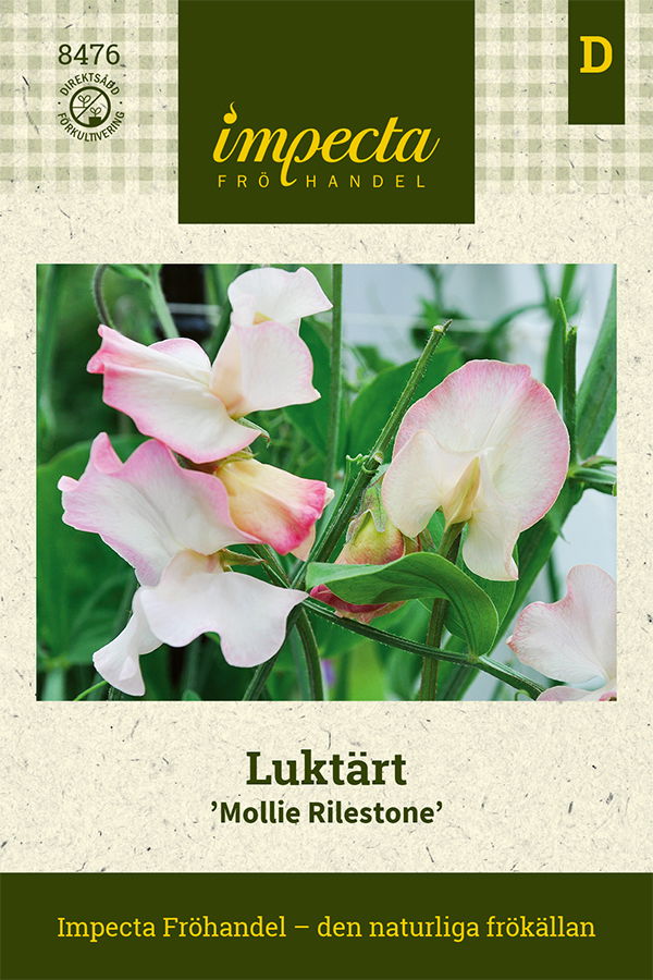 Frø Ærteblomst Mollie Rilestone