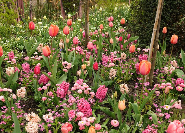 miljø tulipan og hyacint