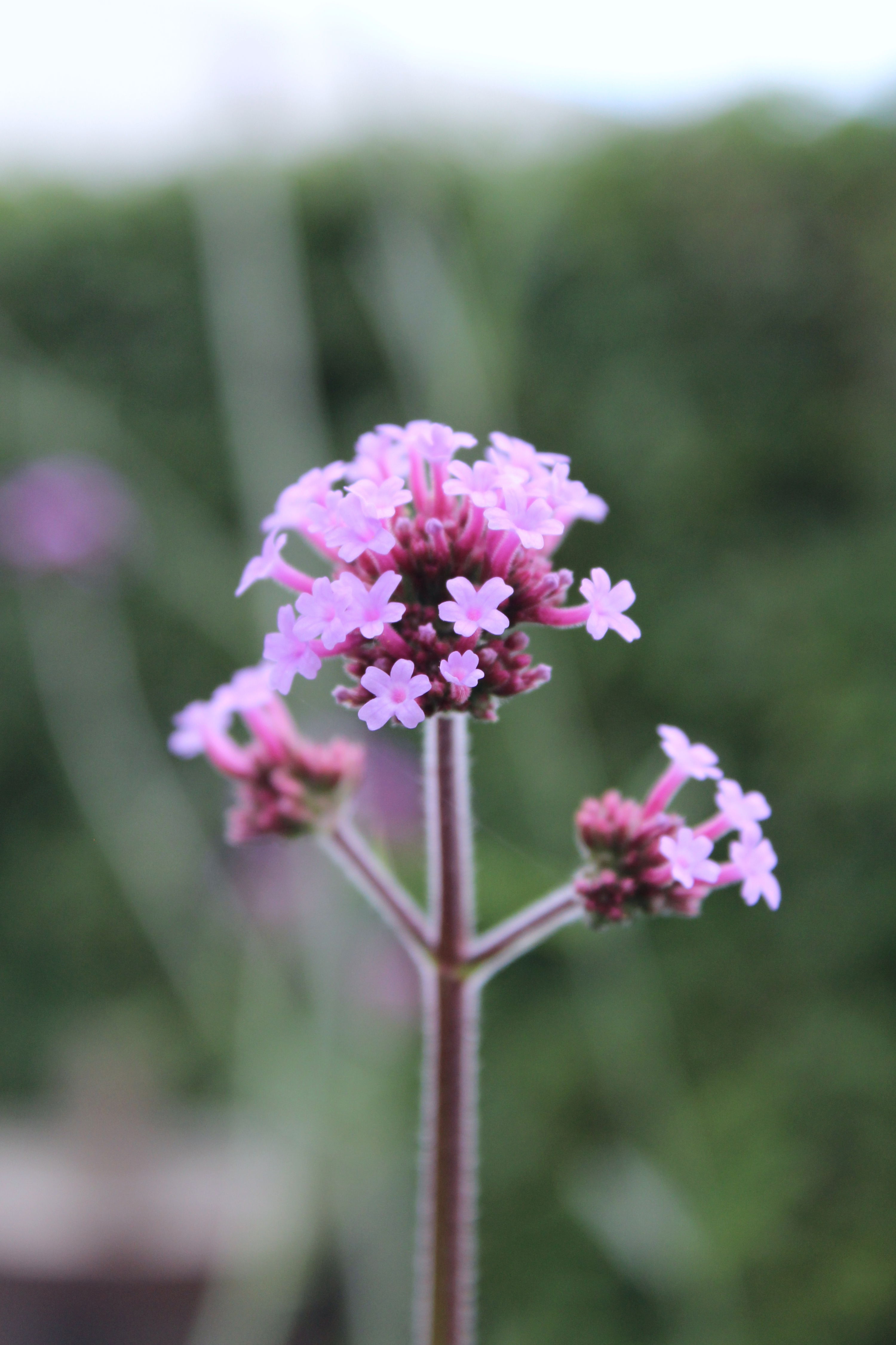 Verbena bonariensis potte 15 cm