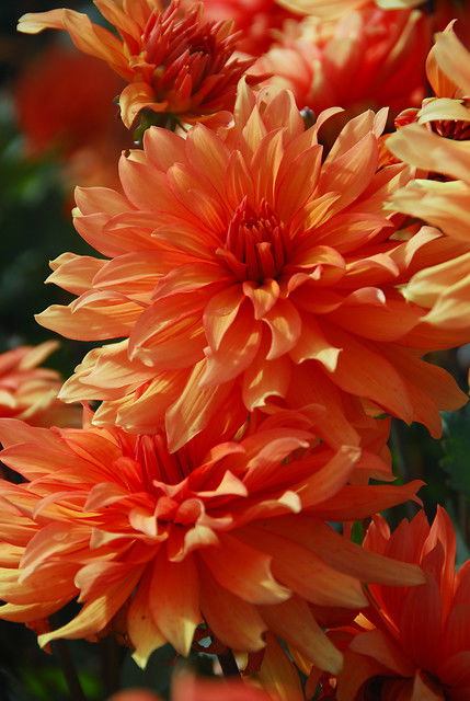 Dahlia 'Autumn Fairy'