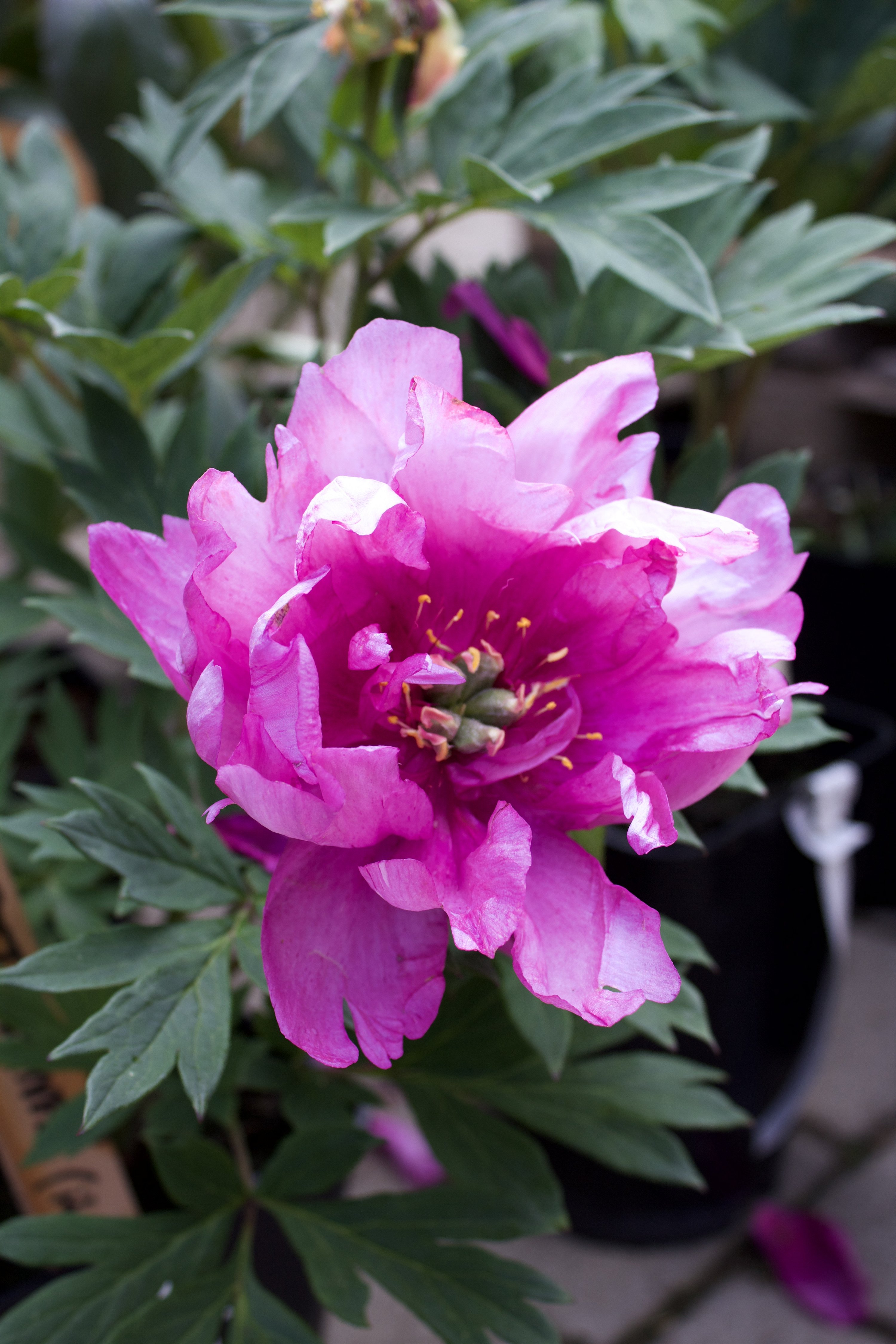 Paeonia itoh First Arrival