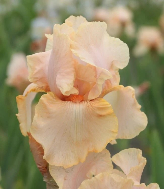 Iris germanica 'Peach Reprise'