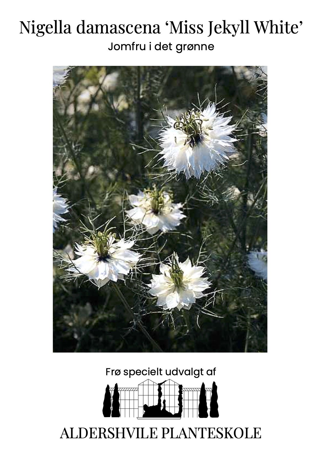 Nigella damascena Miss Jekyll White