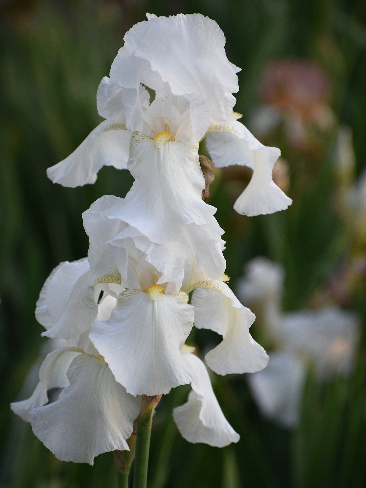 Iris garmanica - pixabay