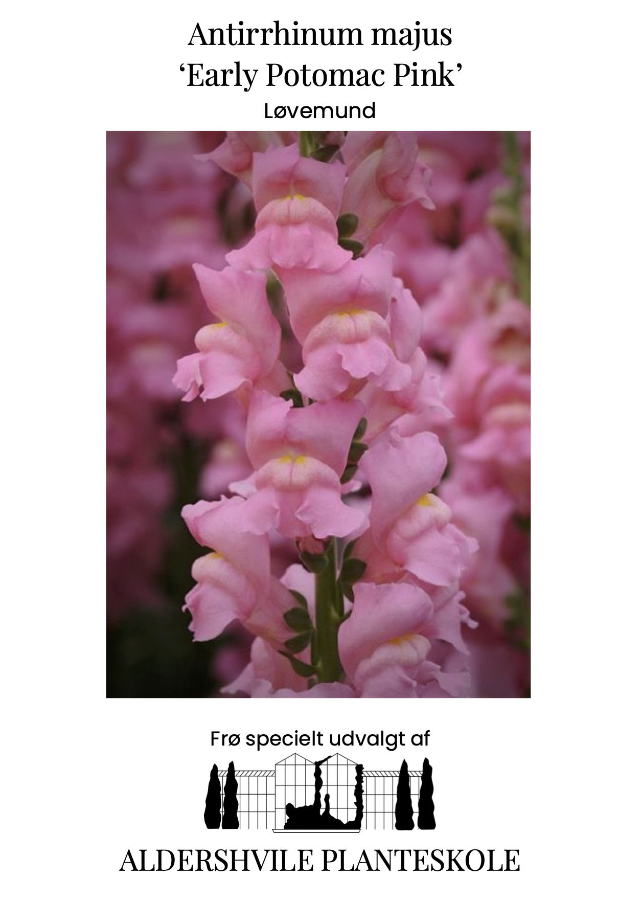 Antirrhinum majus Early Potomac Pink
