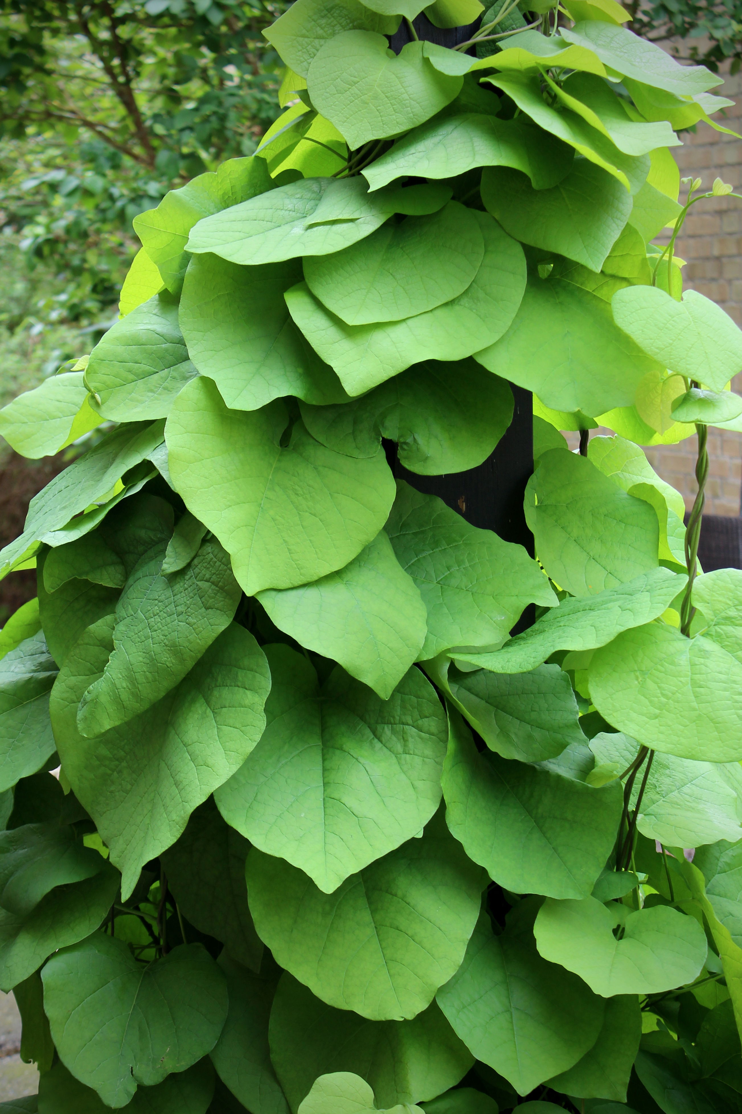Aristolochia macrophylla