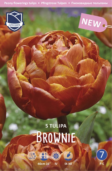 Tulip Brownie