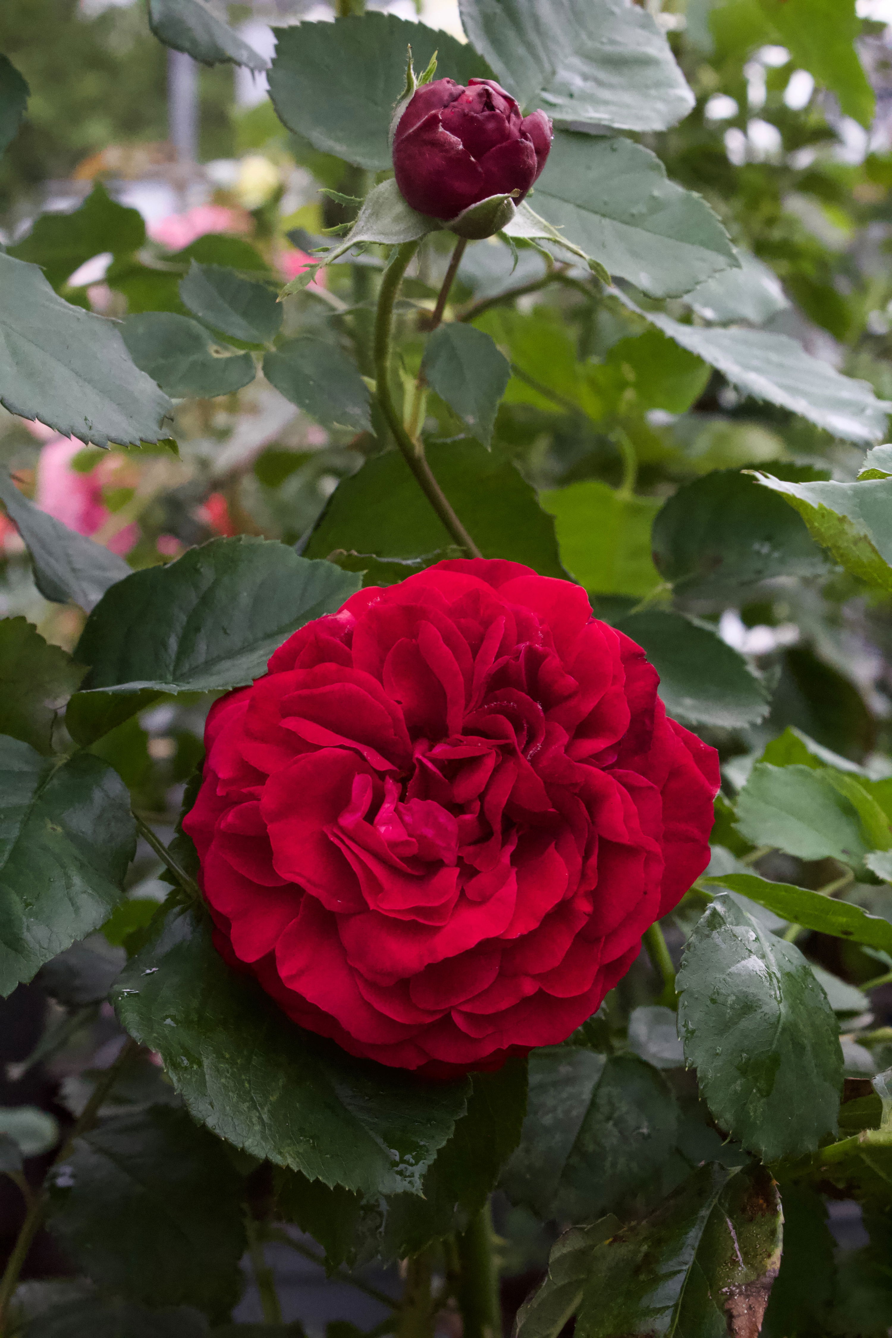 Rosa Kronborg