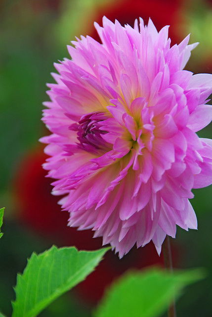 Dahlia 'Fubuki Sakura'