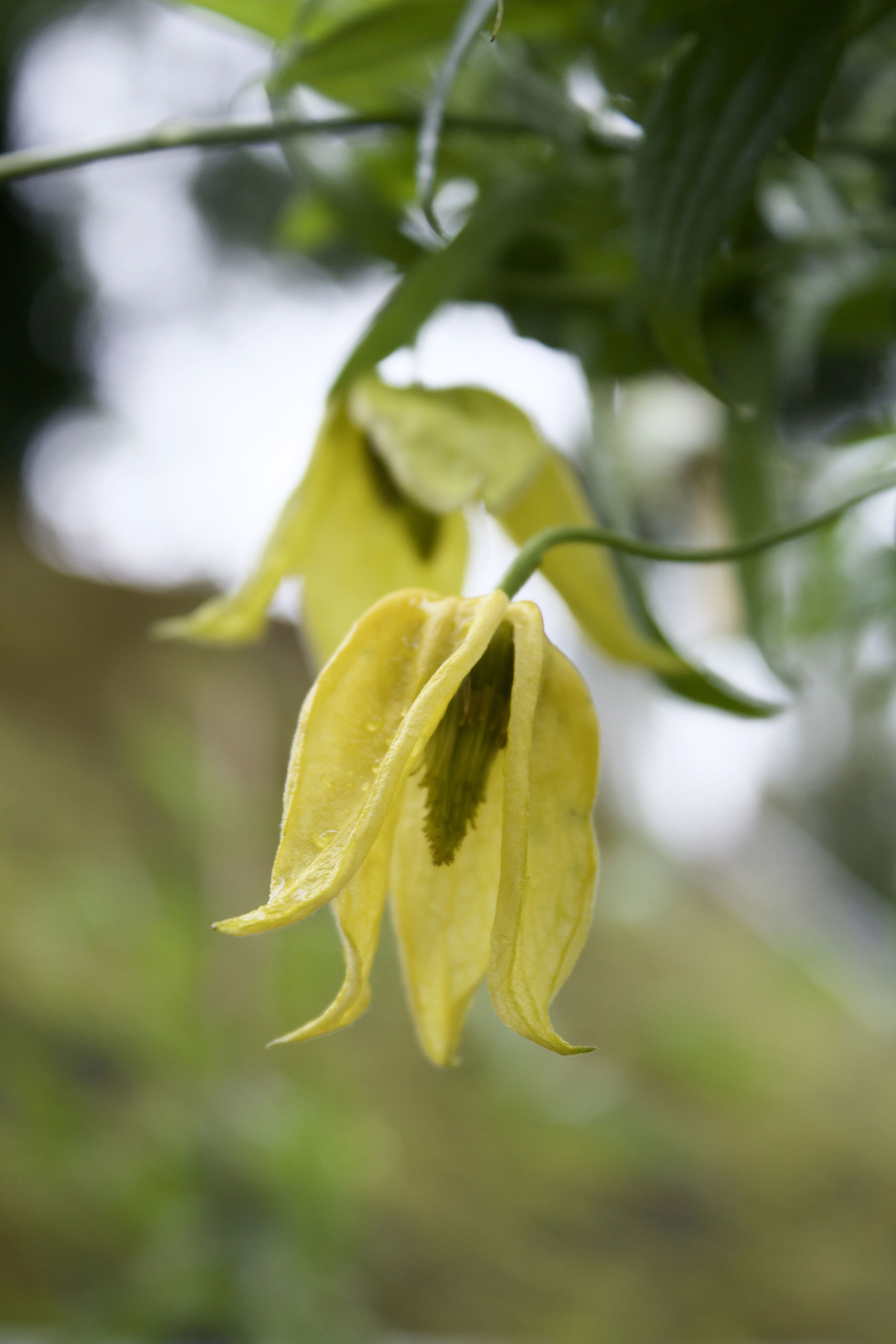 Clematis tangutica