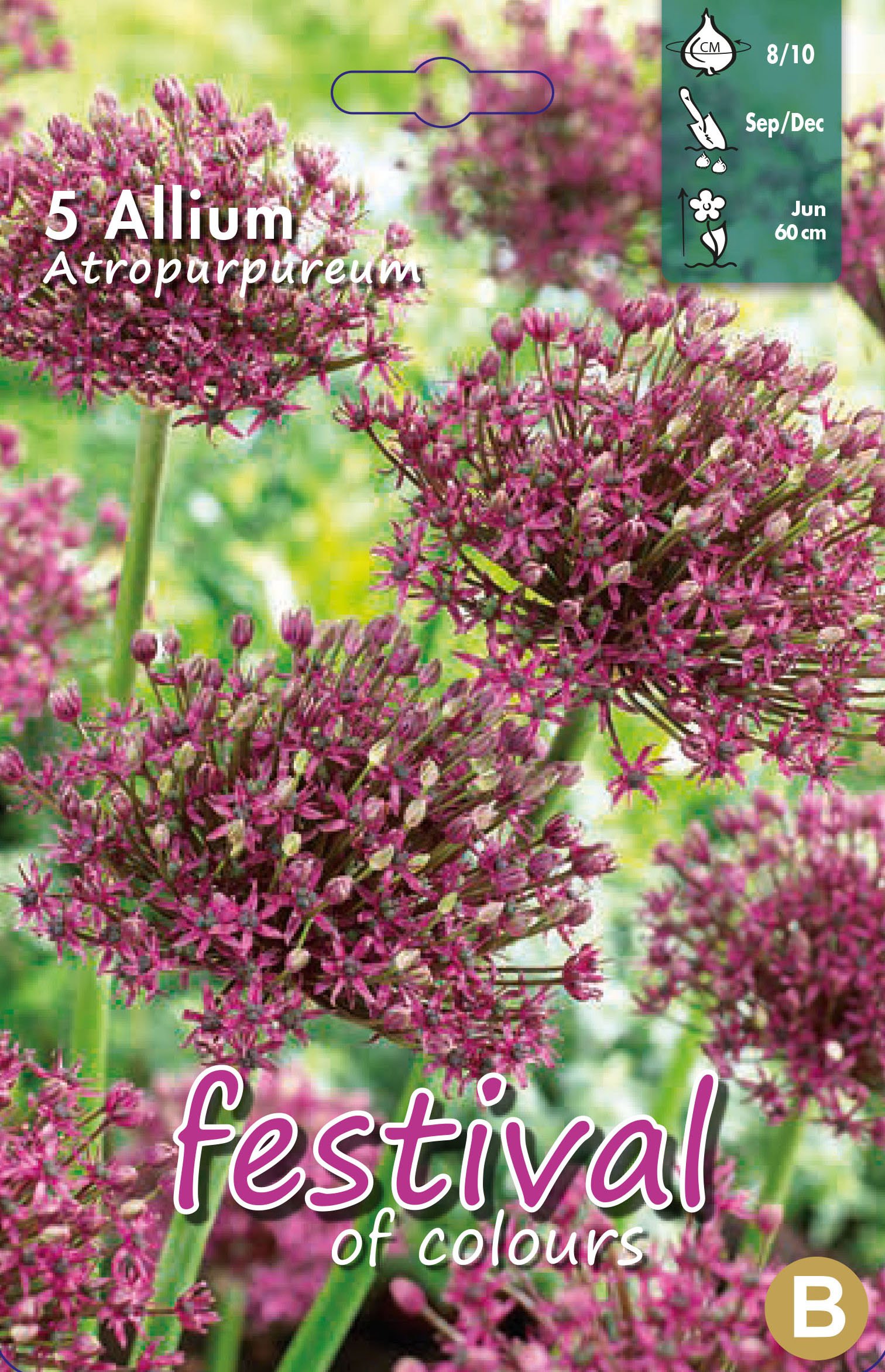 Allium Atropurpureum 5 stk