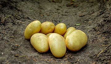 Kartoffel, Darling - 1,5 kg