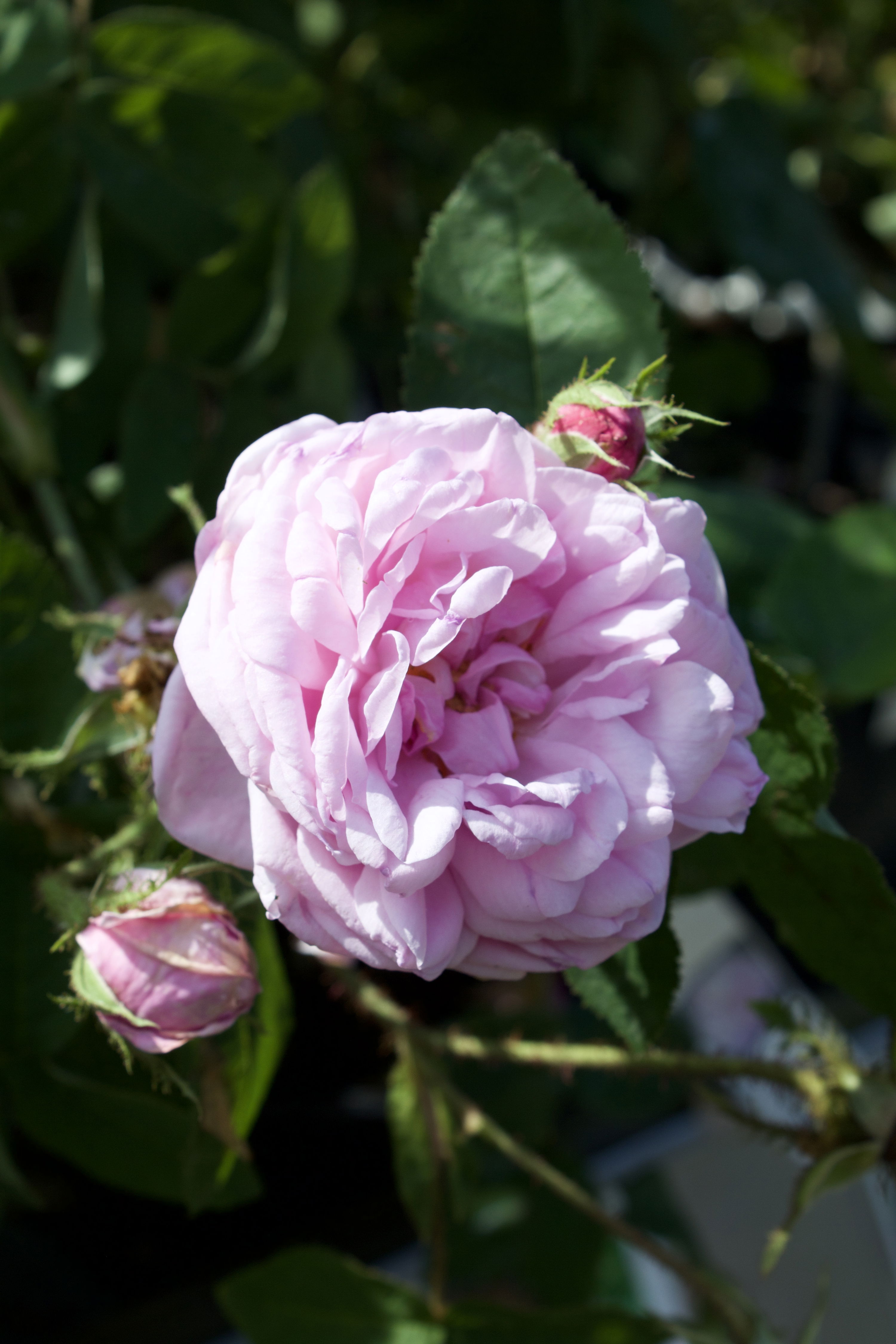 Rosa Salet