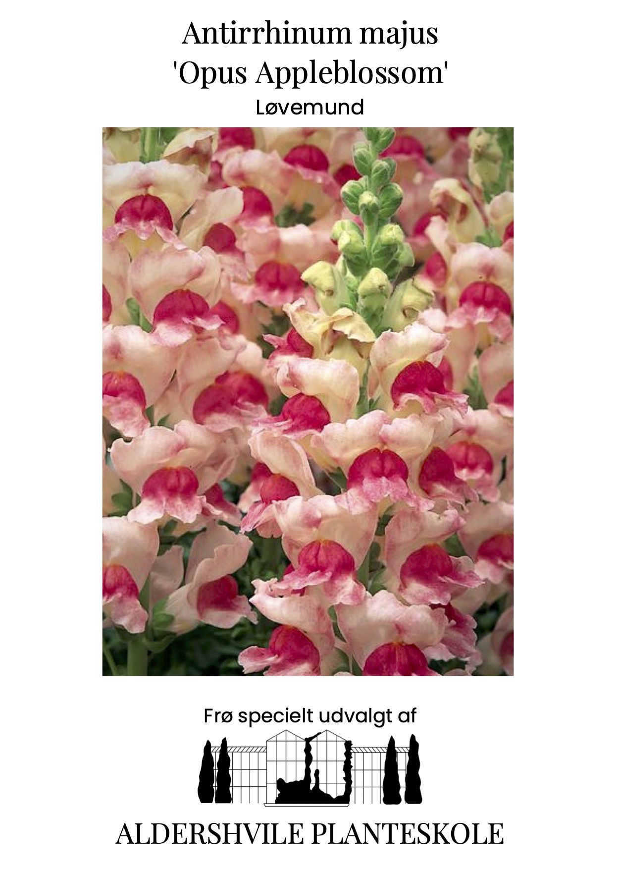 Antirrhinum majus Opus Appleblossom