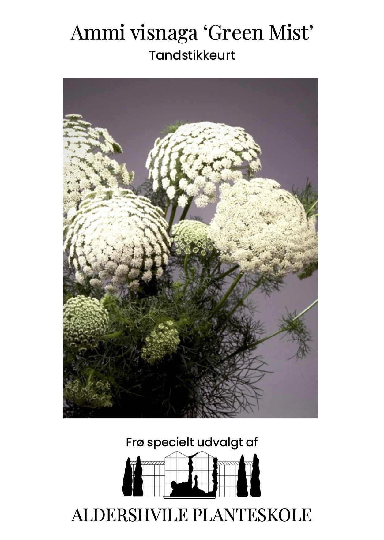 Ammi visnaga Green Mist