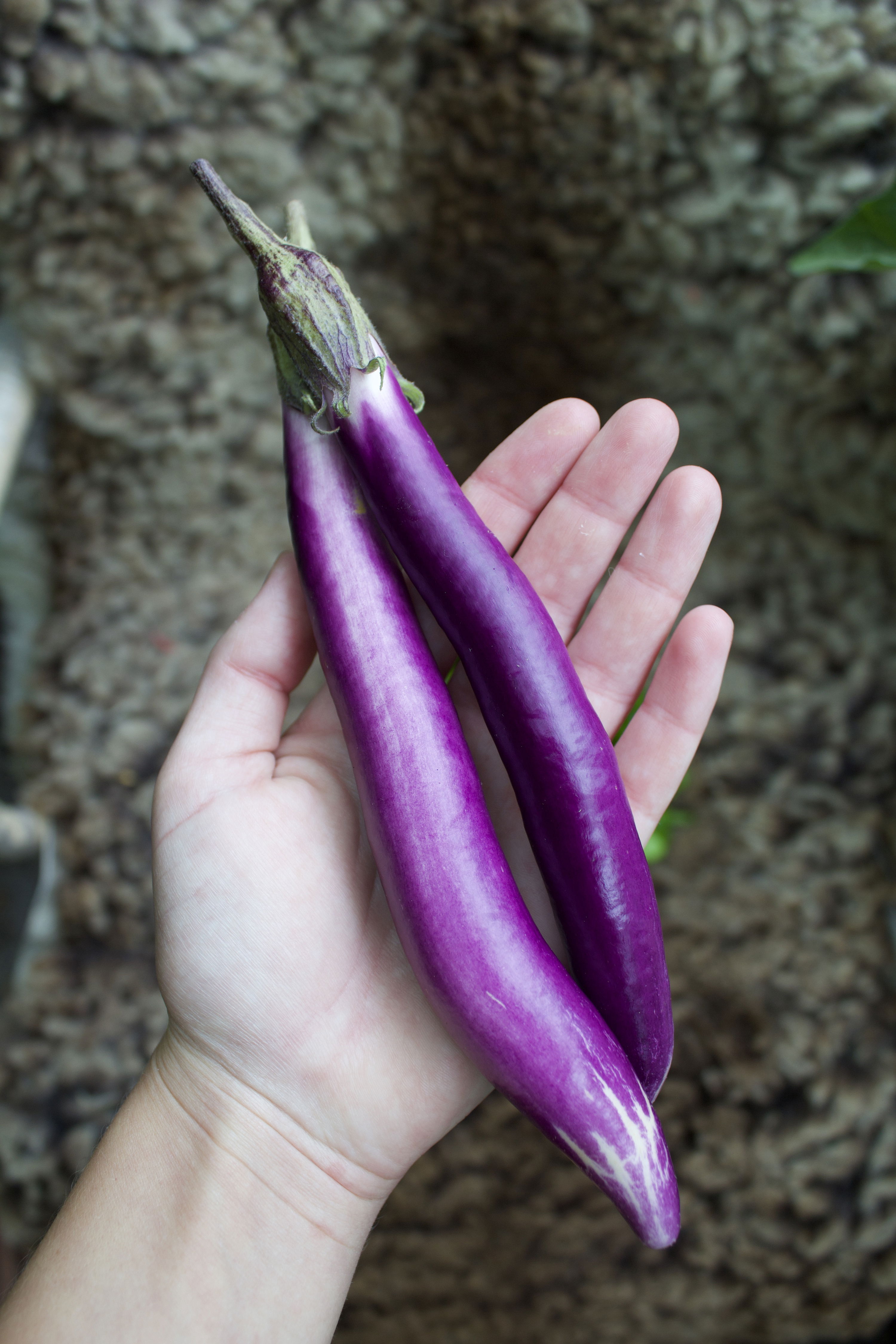 Fengyuan Purple