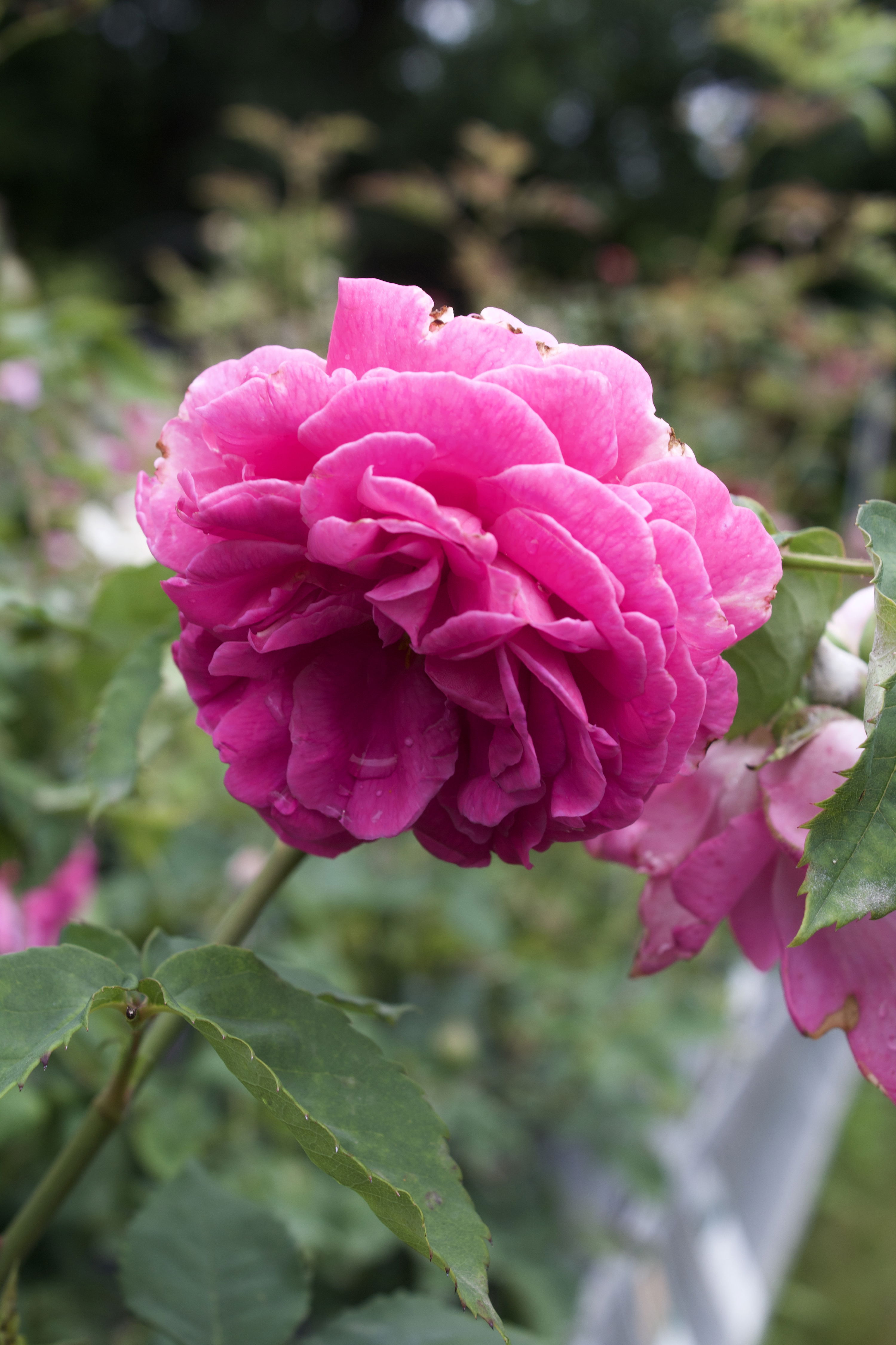 Rosa Mme Isaac Pereire