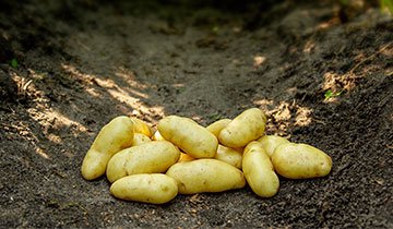 Kartoffel, Asparges - 1,5 kg