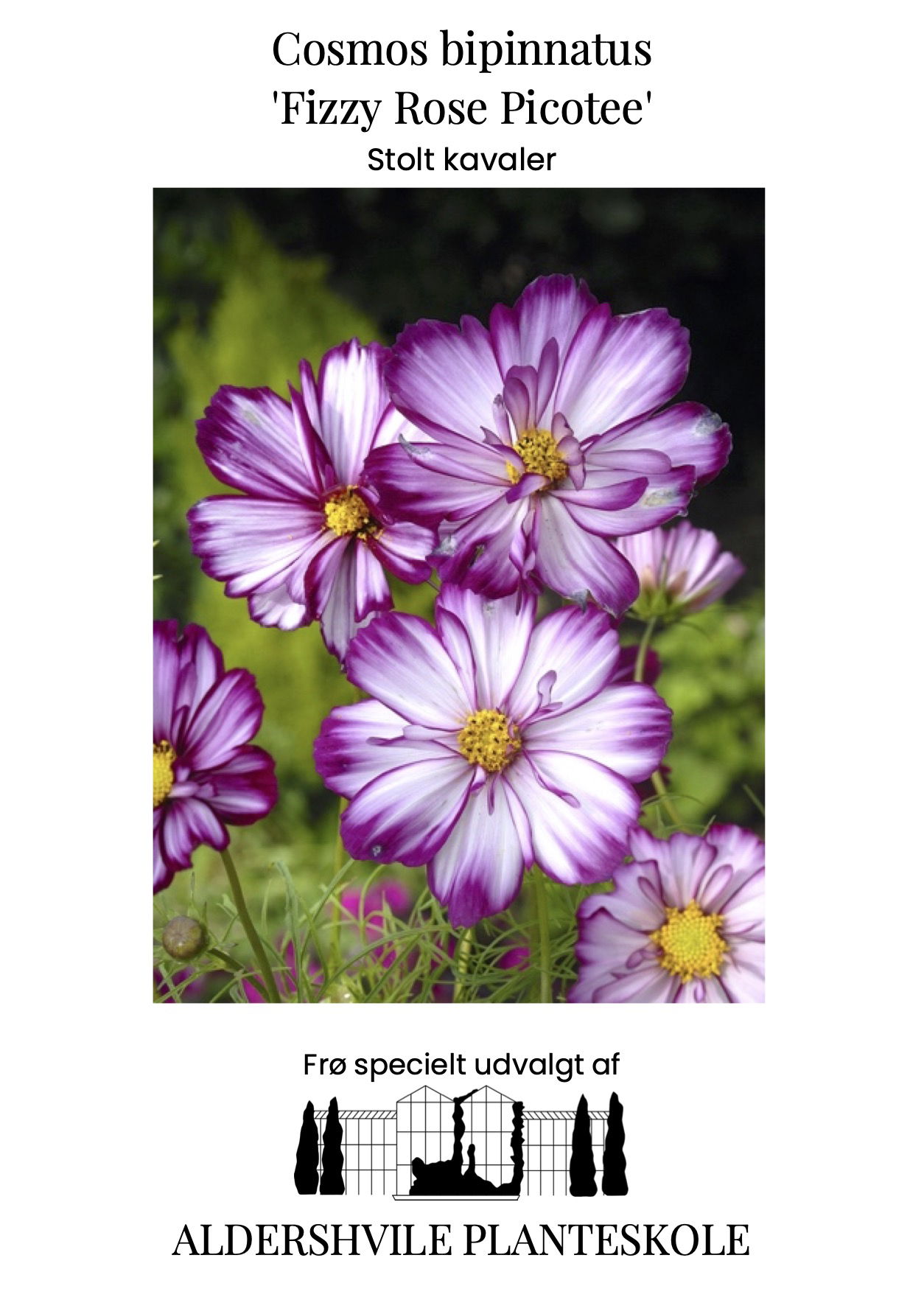 Cosmos bipinnatus Fizzy Rose Picotee