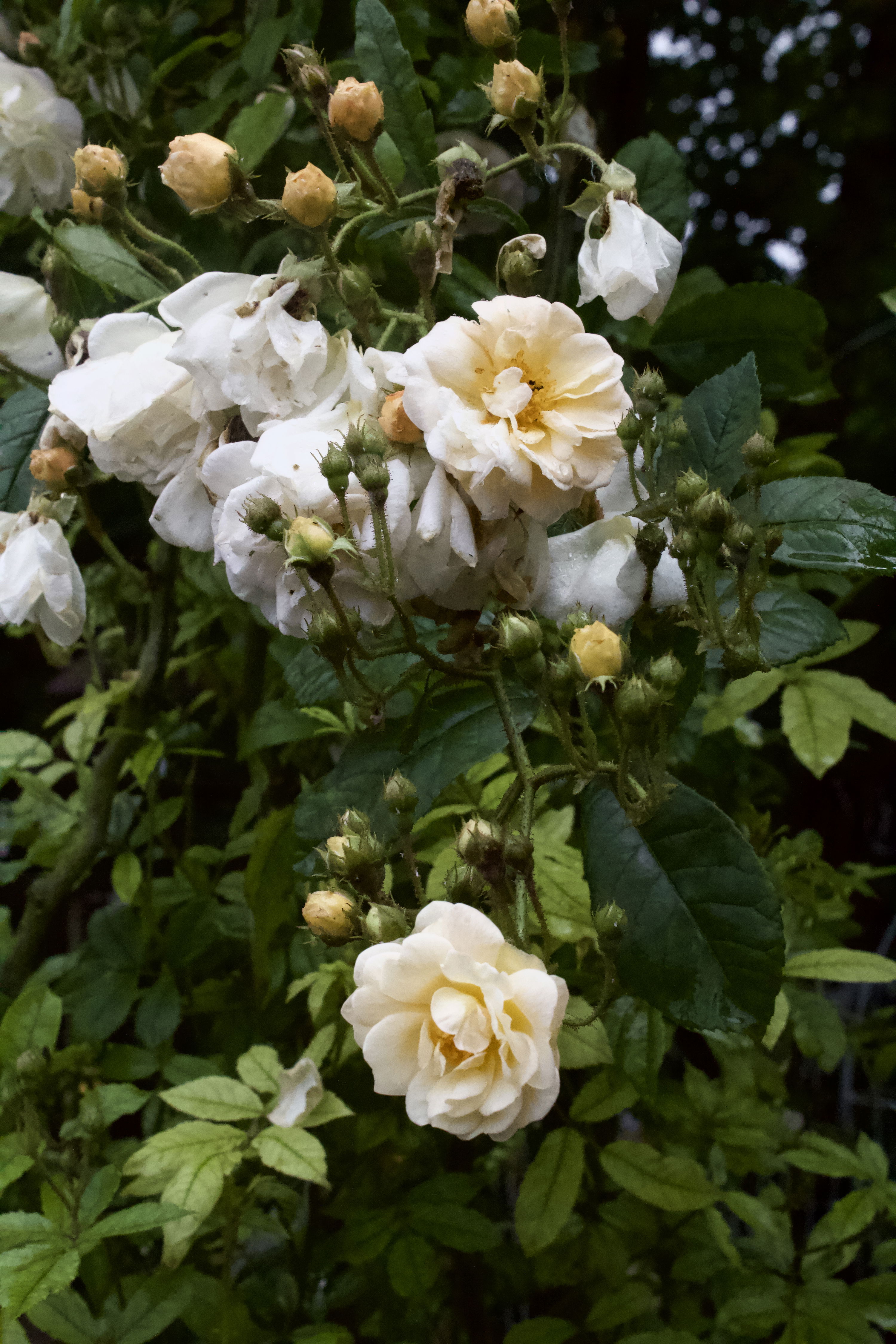 Rosa Ghislaine de Feligonde
