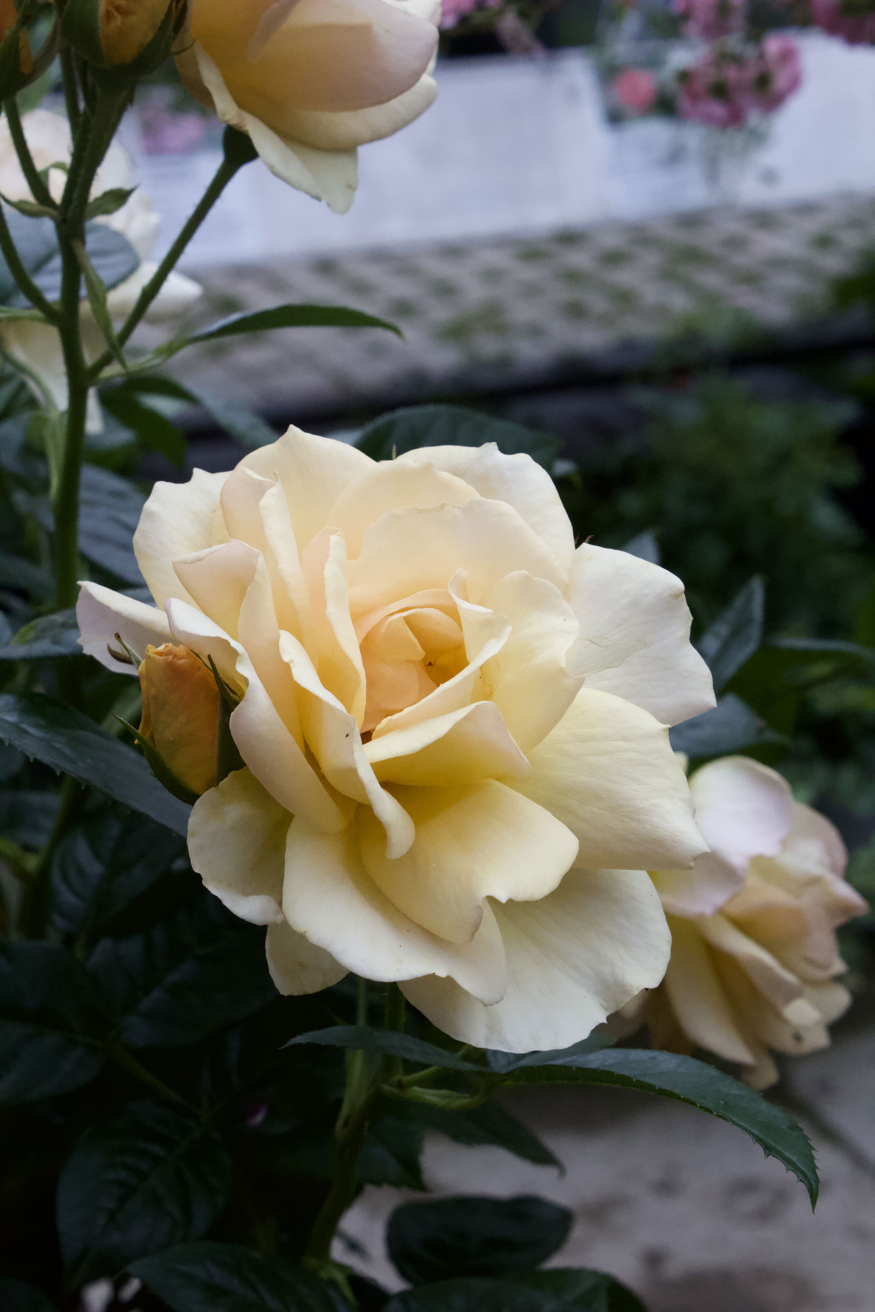Rosa Hansestadt Rostock