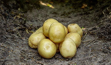 Kartoffel, Hamlet - 1,5 kg