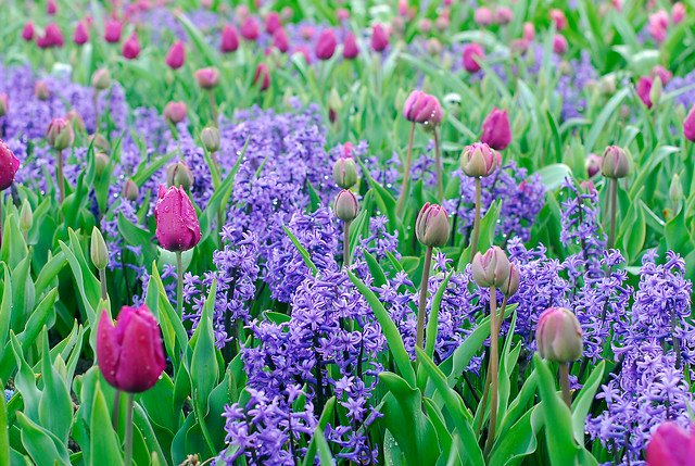 miljø hyacint og tulipan