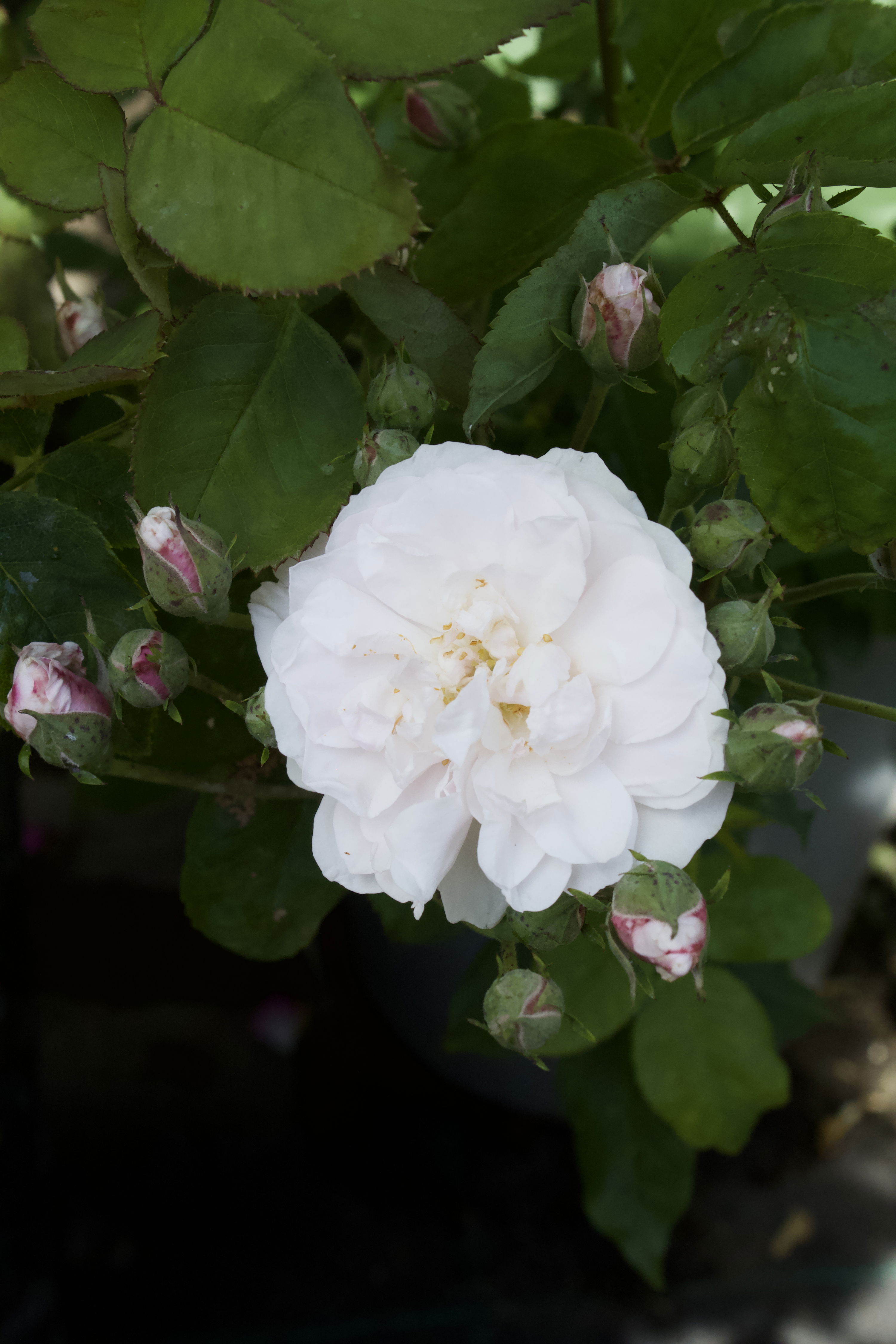 Rosa Blush Noisette