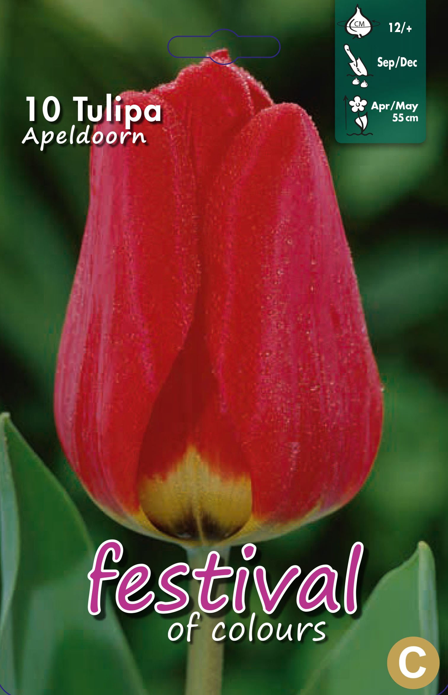 Tulipa Apeldoorn 10 stk
