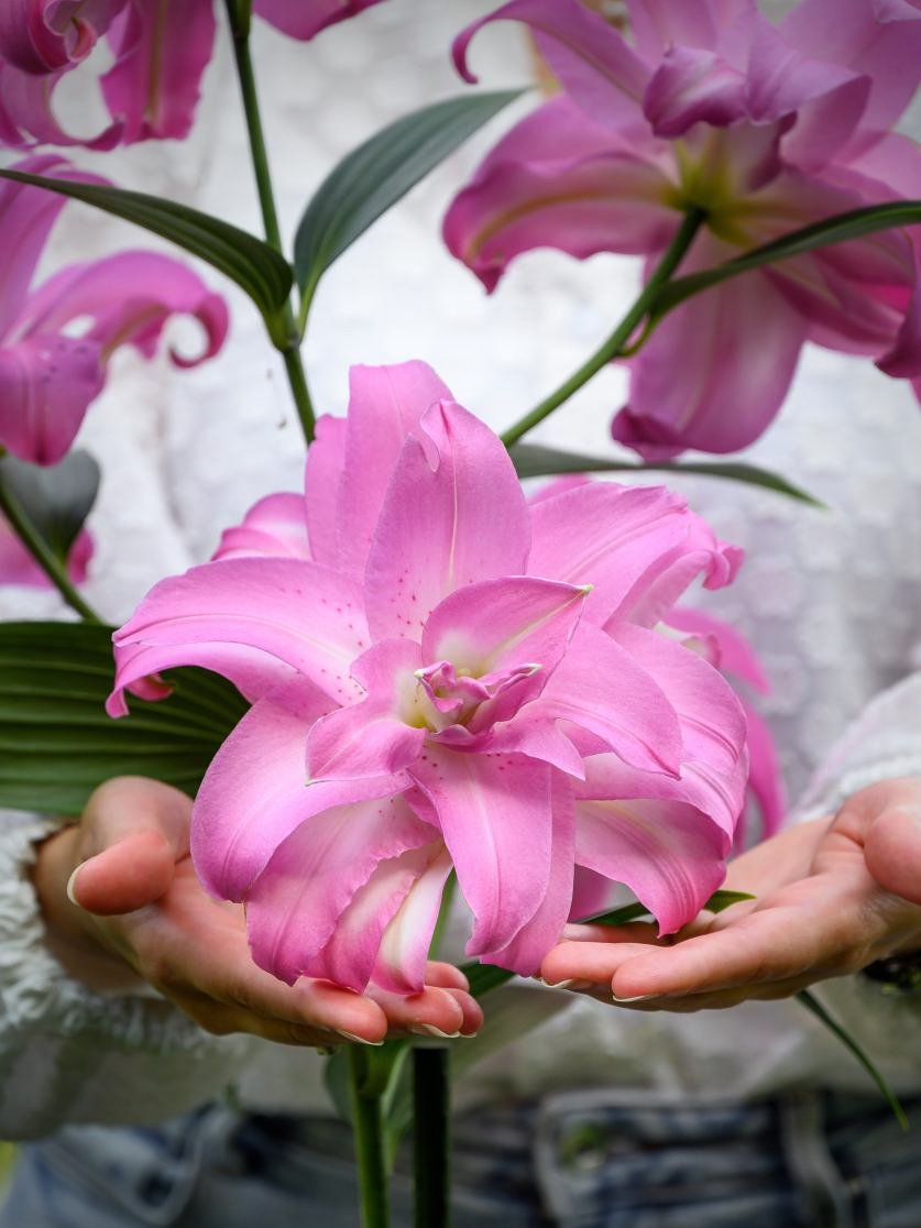 Lilium Lotus Elegance - LICENS