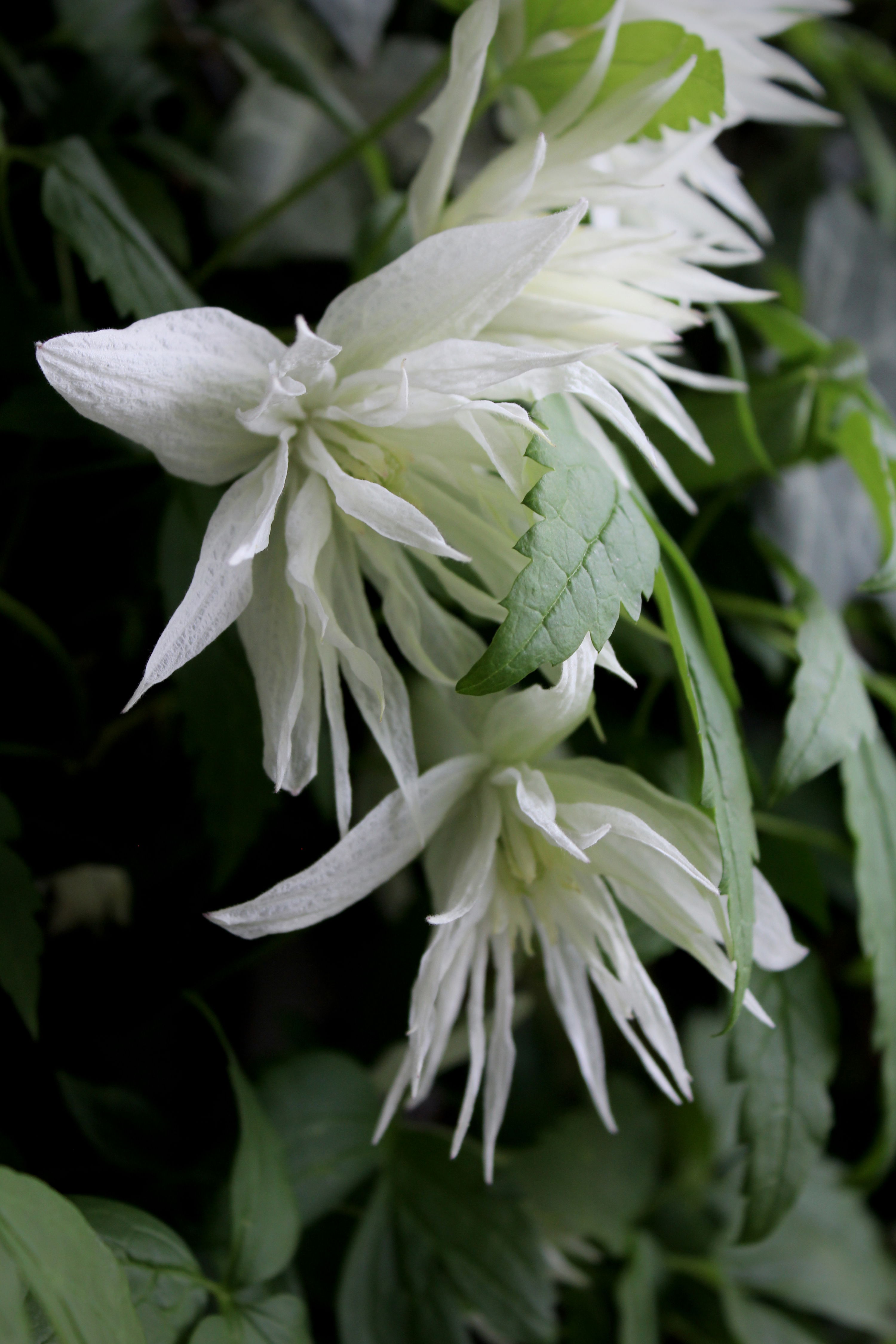 Clematis Albina Plena