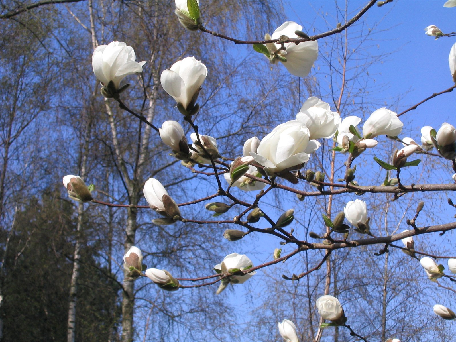 Magnolia loebneri Merrill 