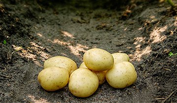 Kartoffel, Solist - 1,5 kg, Øko