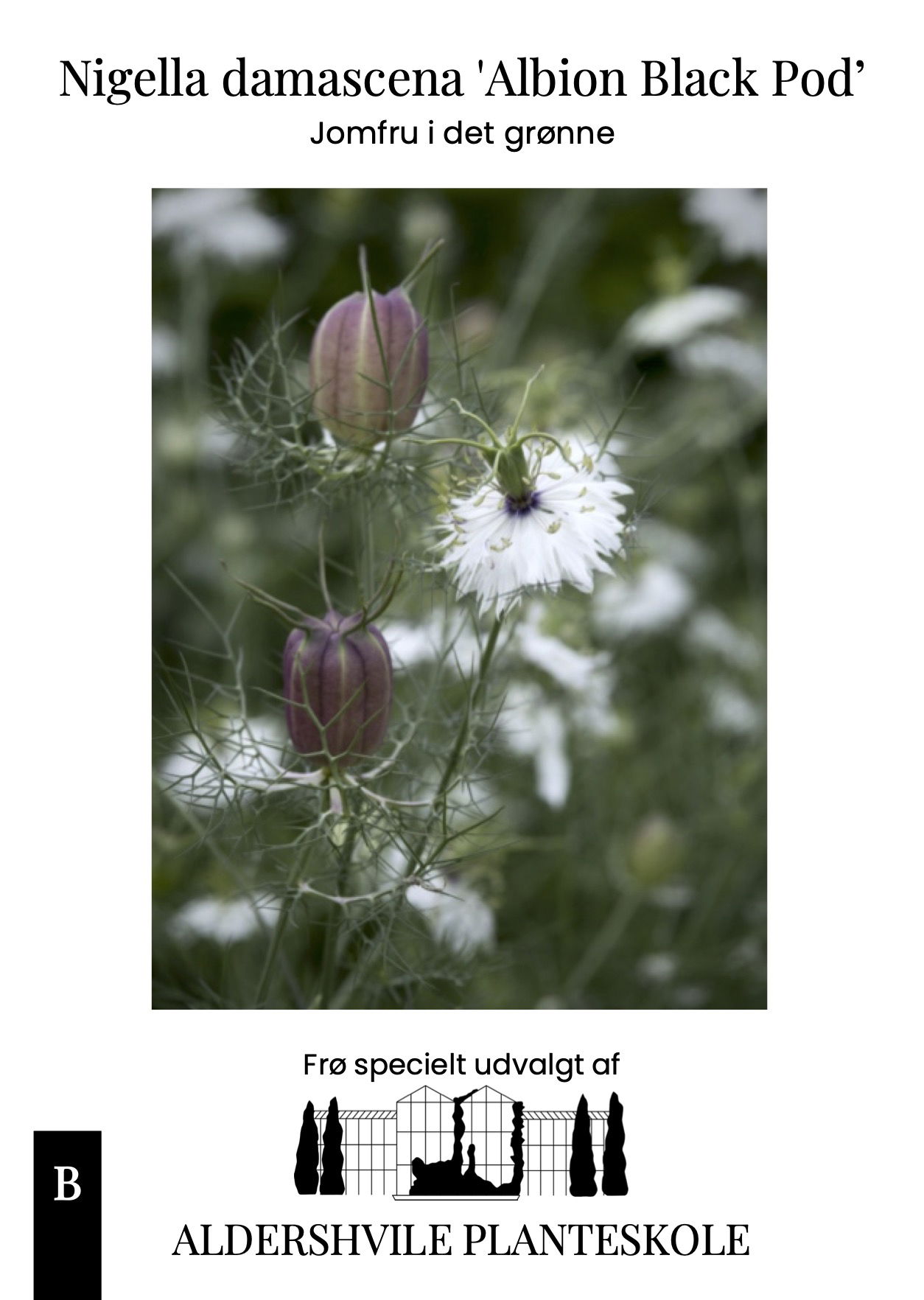 Nigella damascena Albion Black Pod