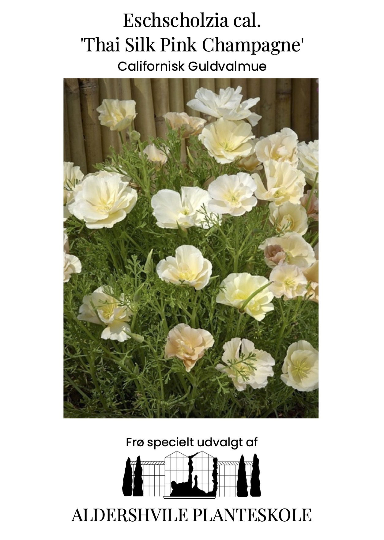 Eschscholzia cal Thai Silk Pink Champagne
