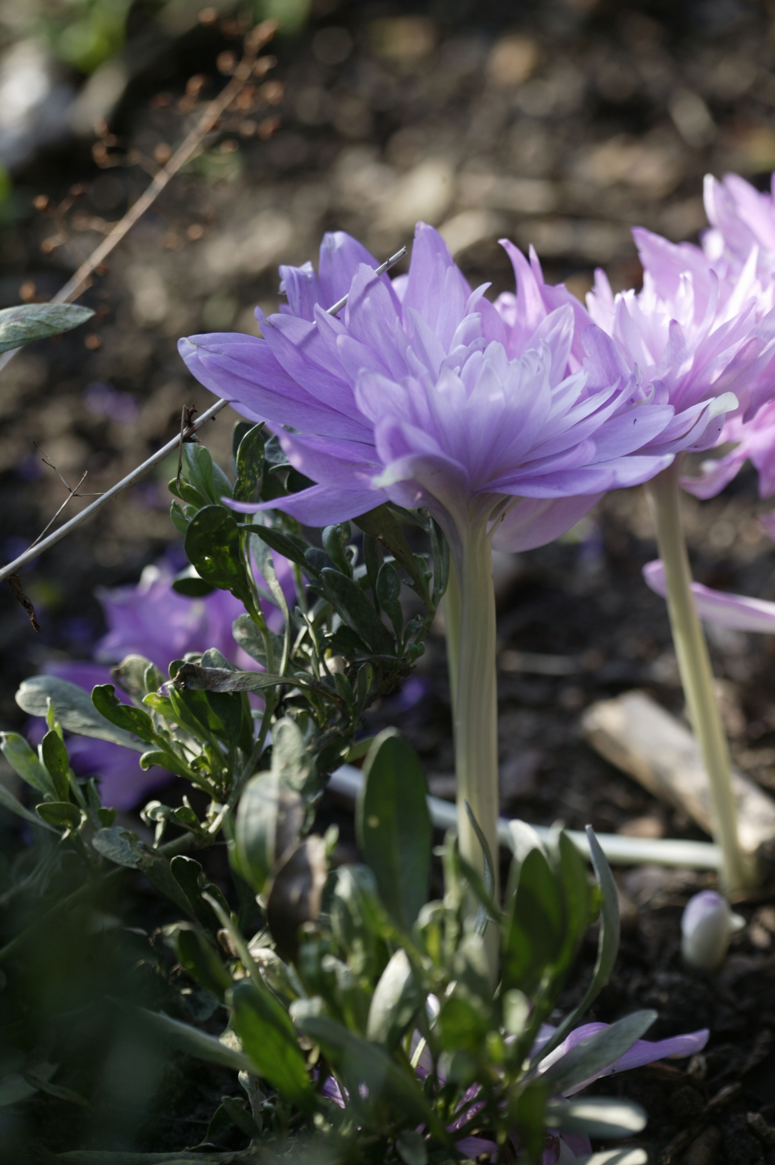Colchicum autumnale Waterlily Colchicum autumnale Waterlily