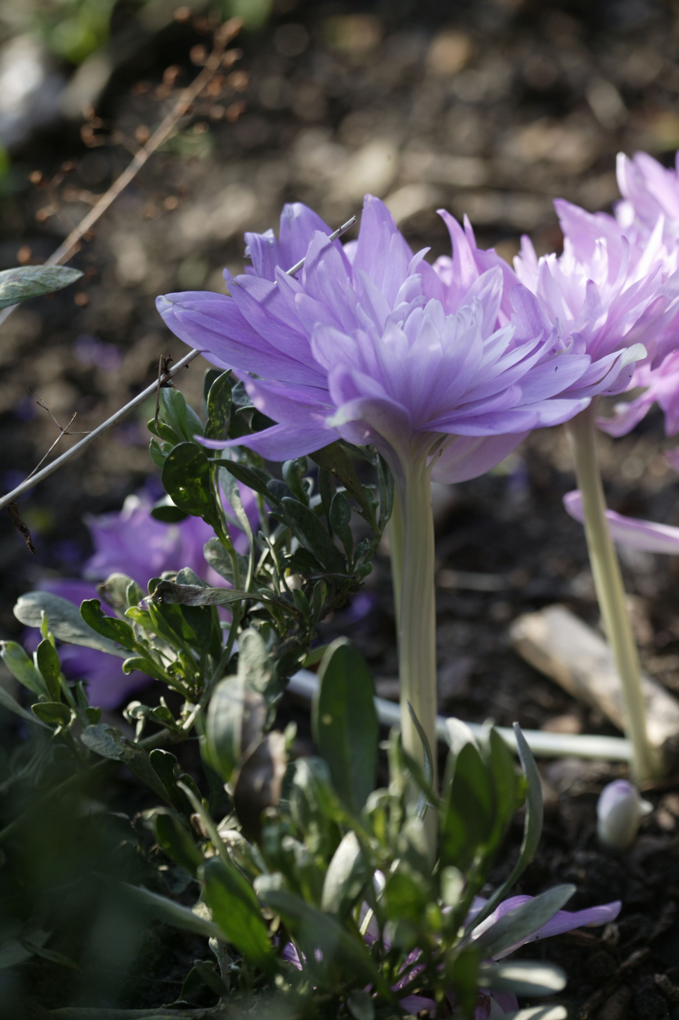 Colchicum autumnale Waterlily