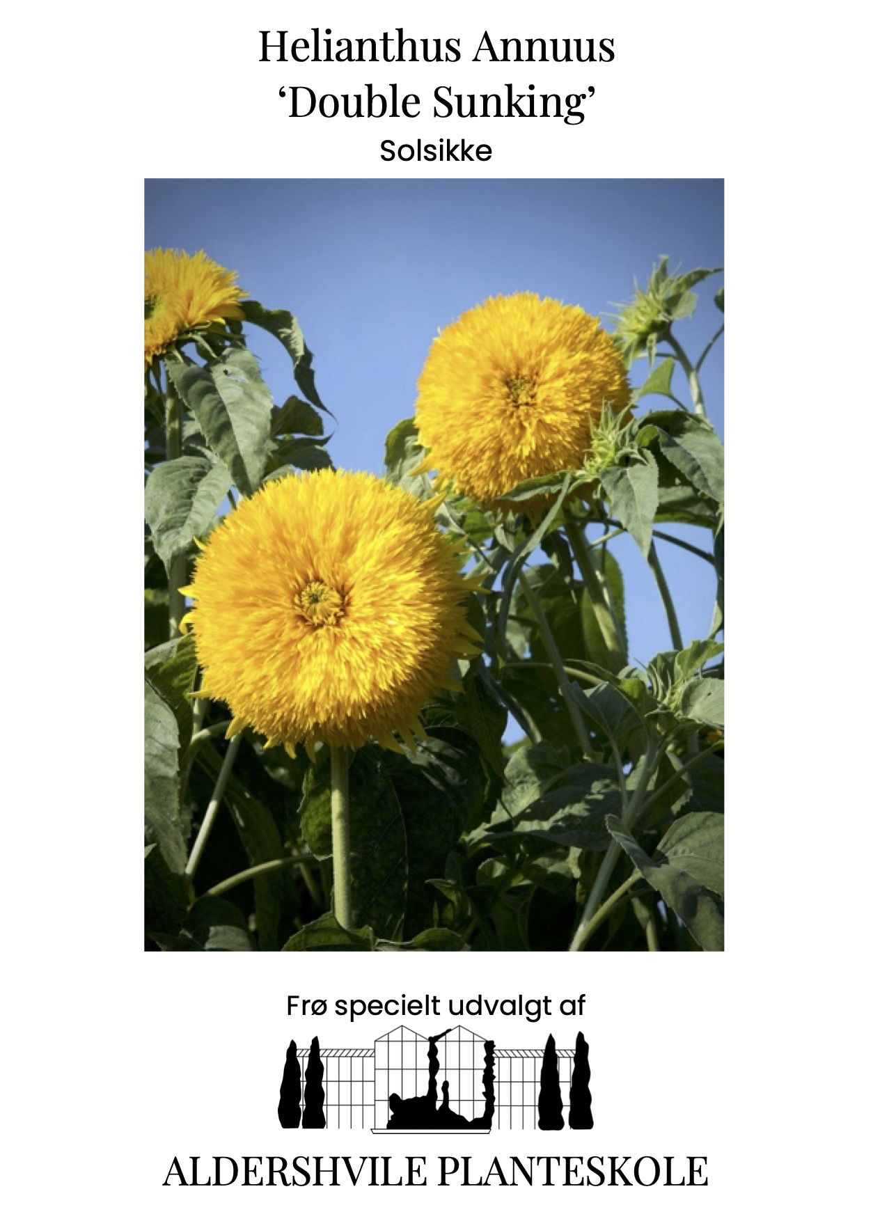 Helianthus Annuus Double Sunking