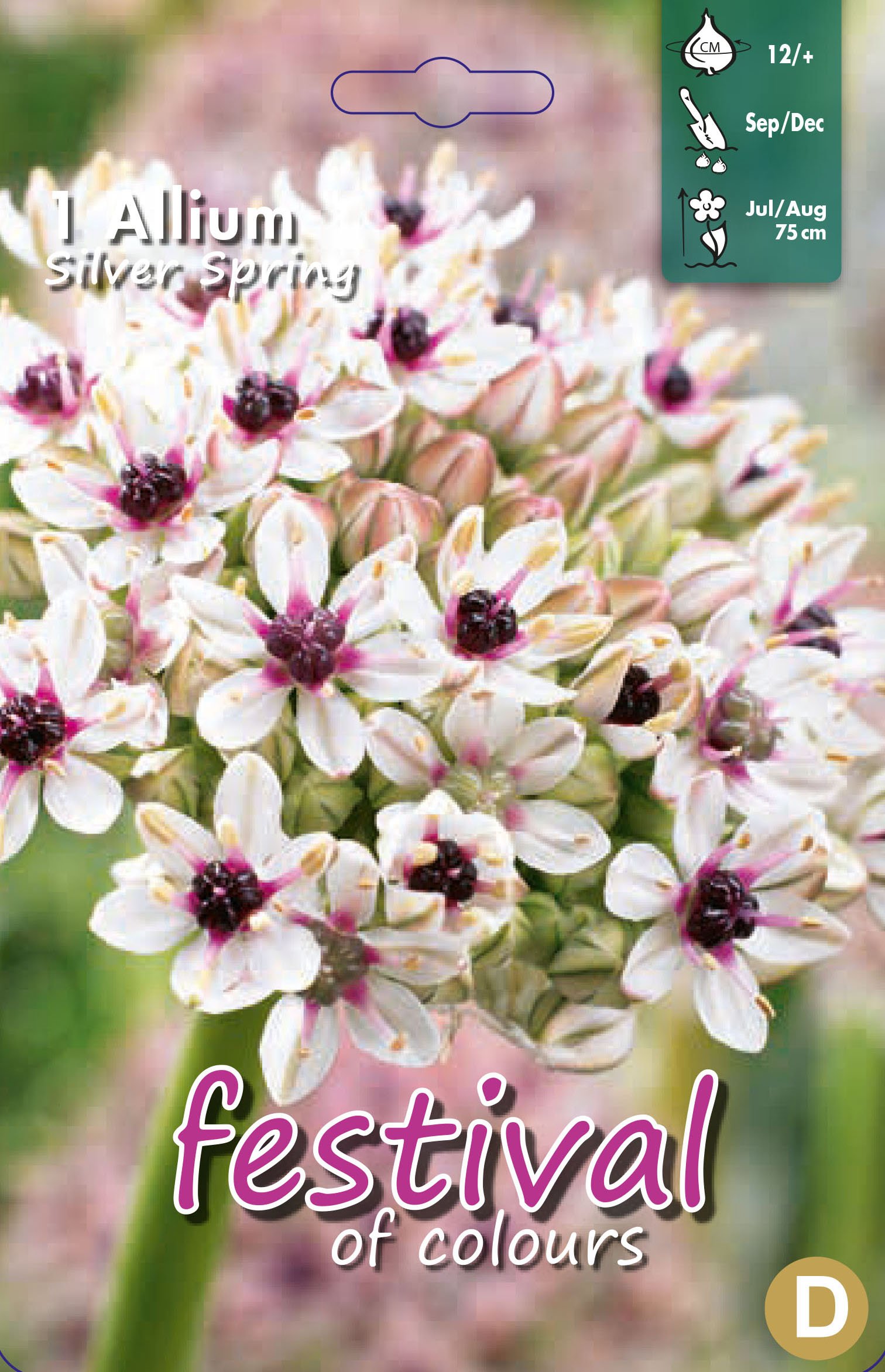 Allium Silver Spring 1 stk
