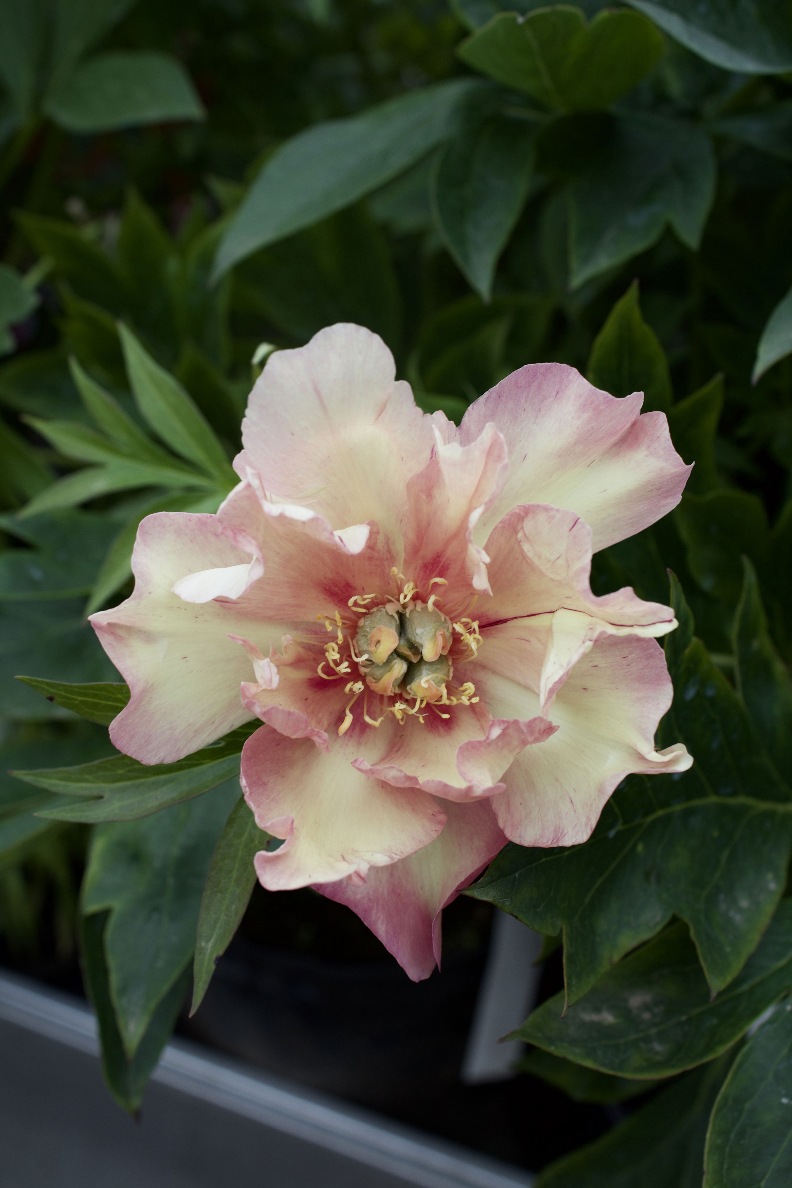 Paeonia itoh-hybrid 'Julia Rose'