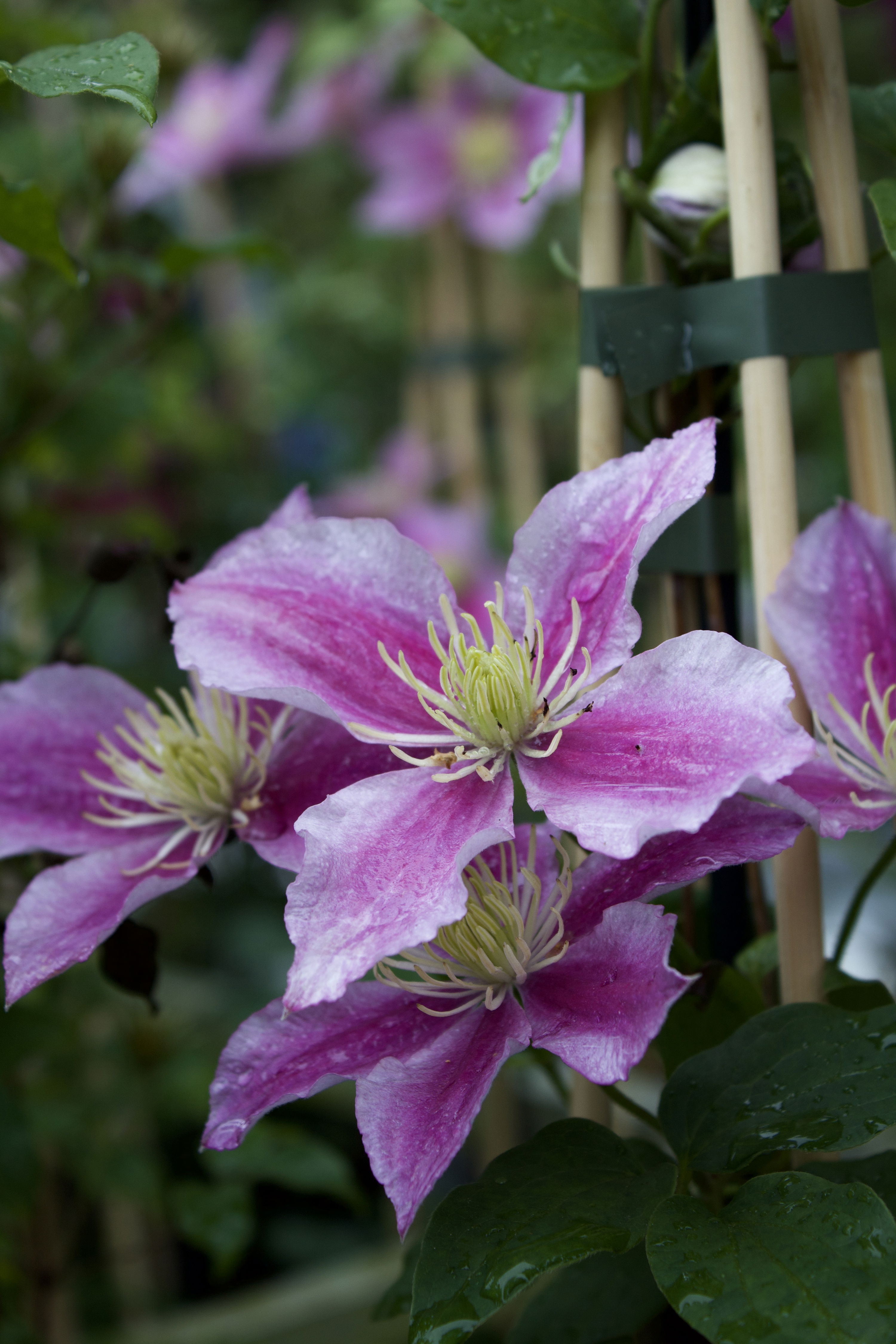 Clematis Piilu