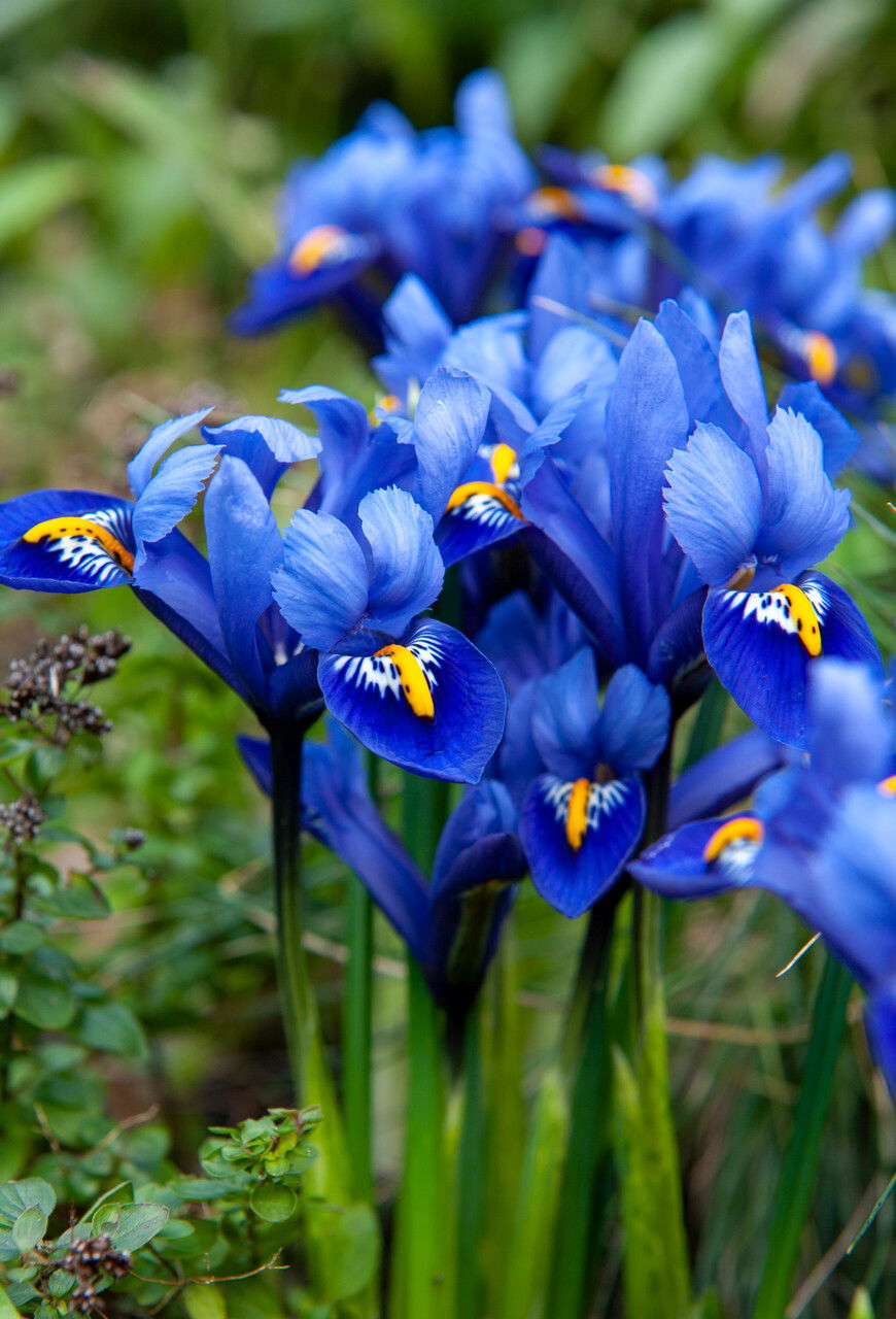 Iris Reticulata Harmony Iris Reticulata Harmony
