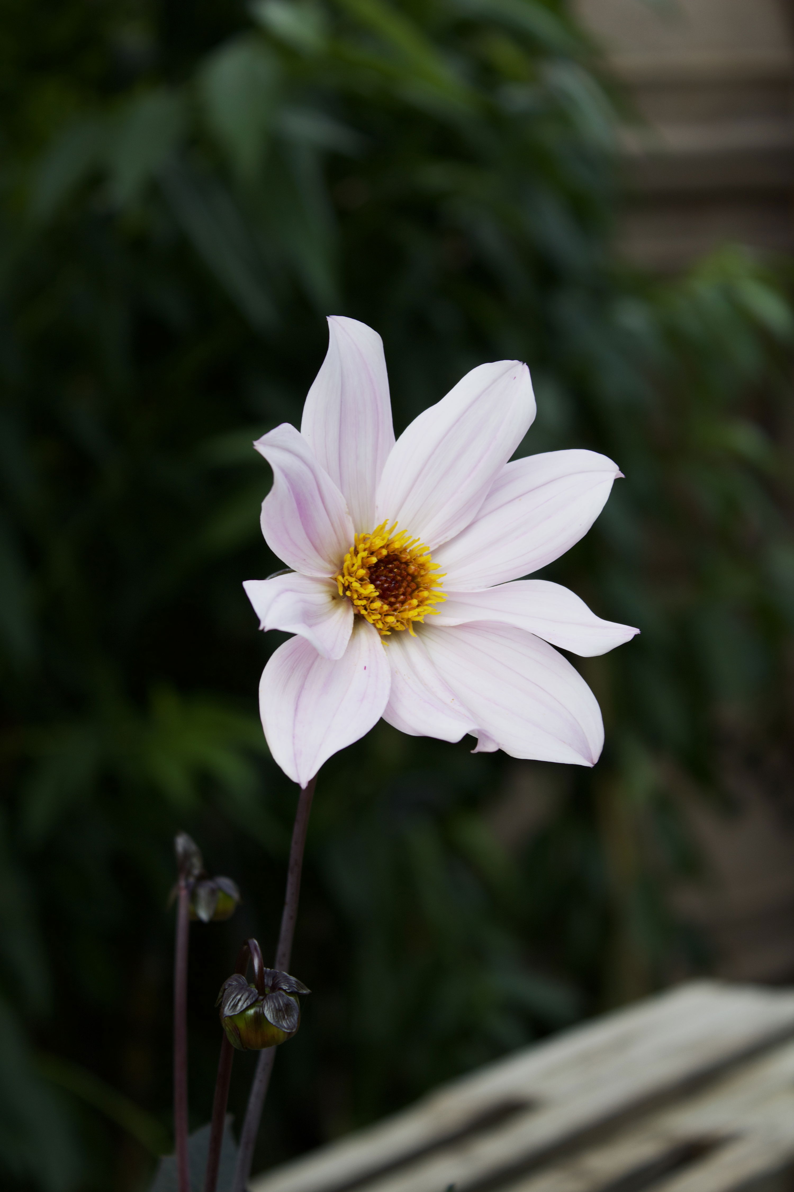 Dahlia 'Bishop of Leicester'